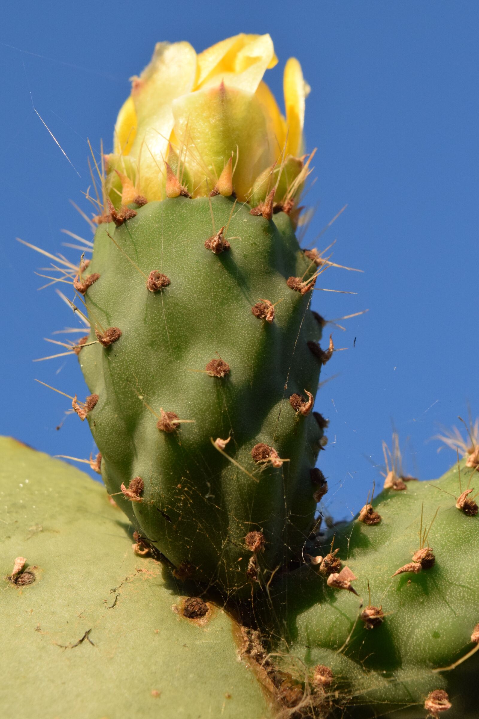 Nikon D3300 sample photo. Prickly pear, cactus, cactus photography