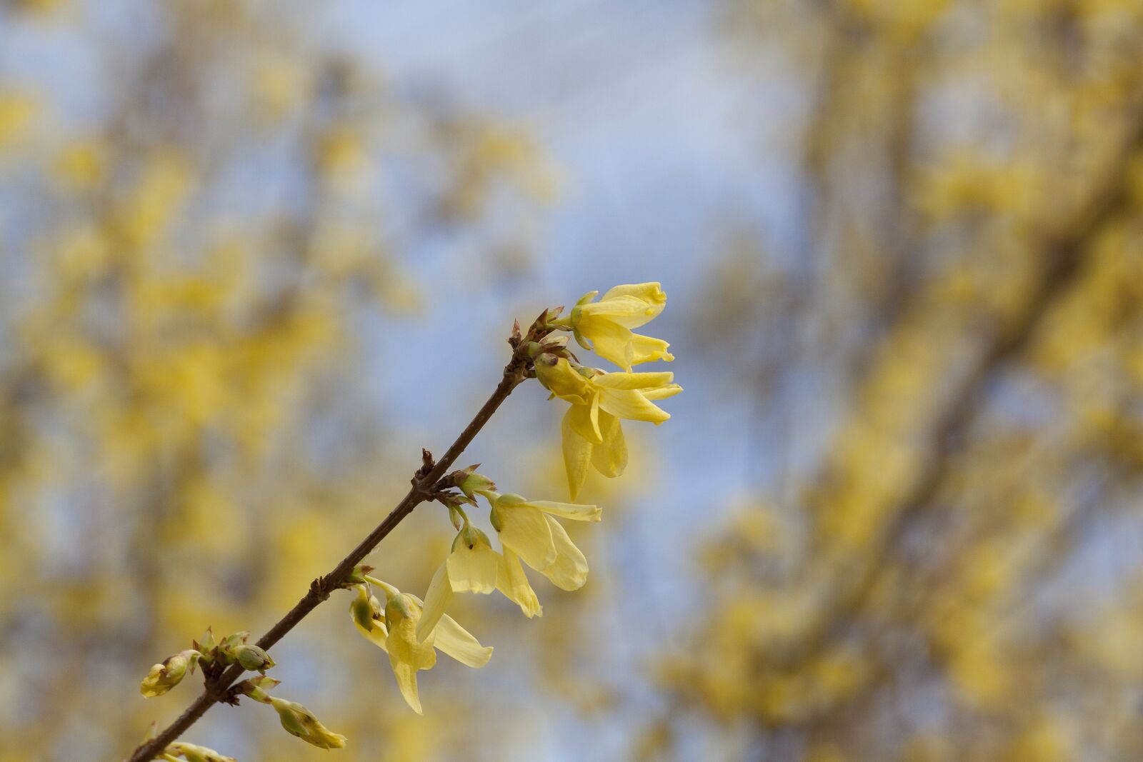 Canon EOS 50D sample photo. Forsythia, garden forsythia, gold photography