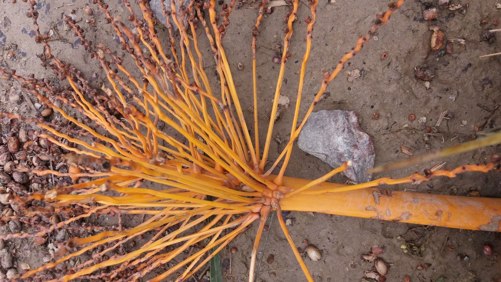 Samsung Galaxy J5 sample photo