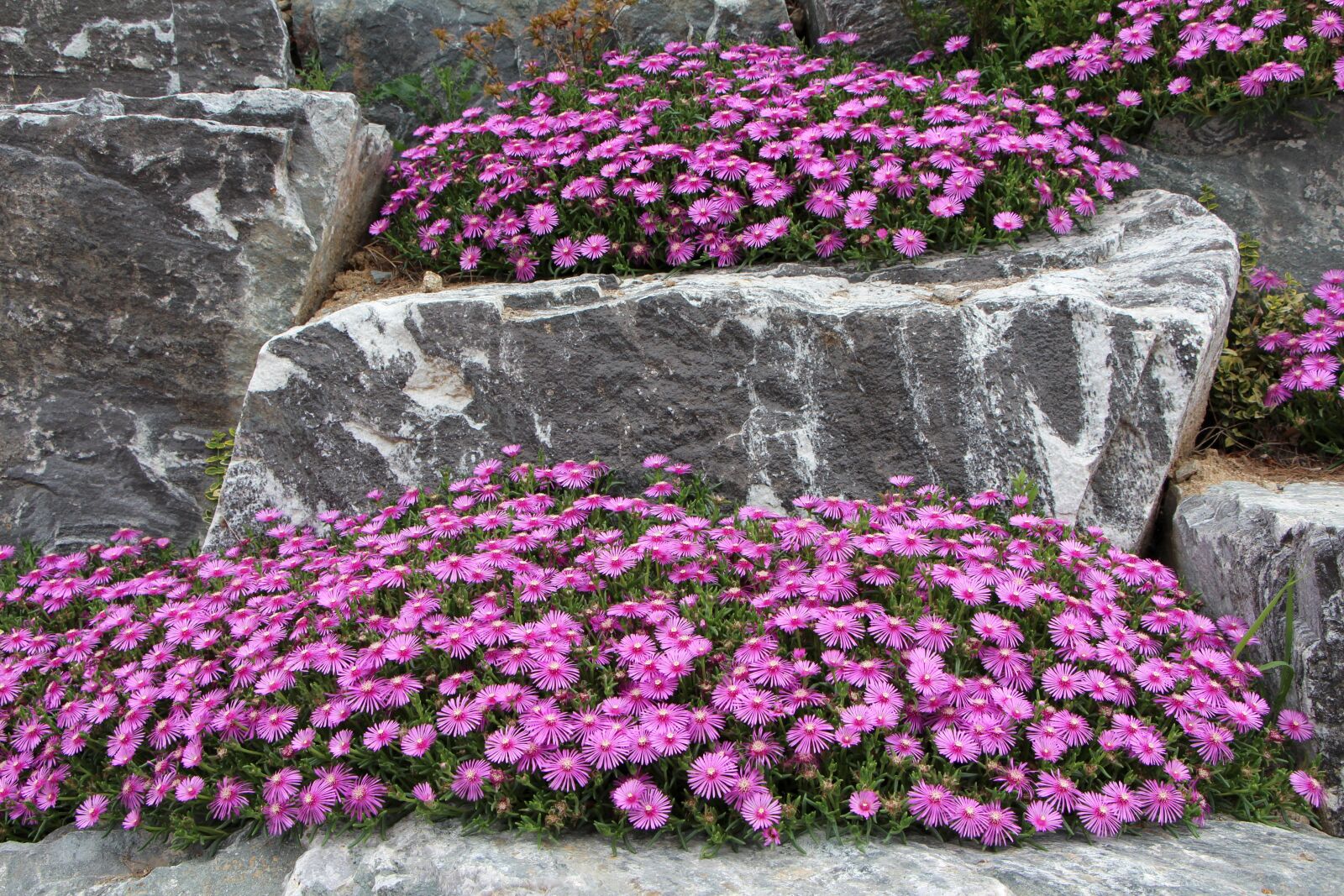 Canon EOS 650D (EOS Rebel T4i / EOS Kiss X6i) sample photo. Pine country, flowers, plants photography