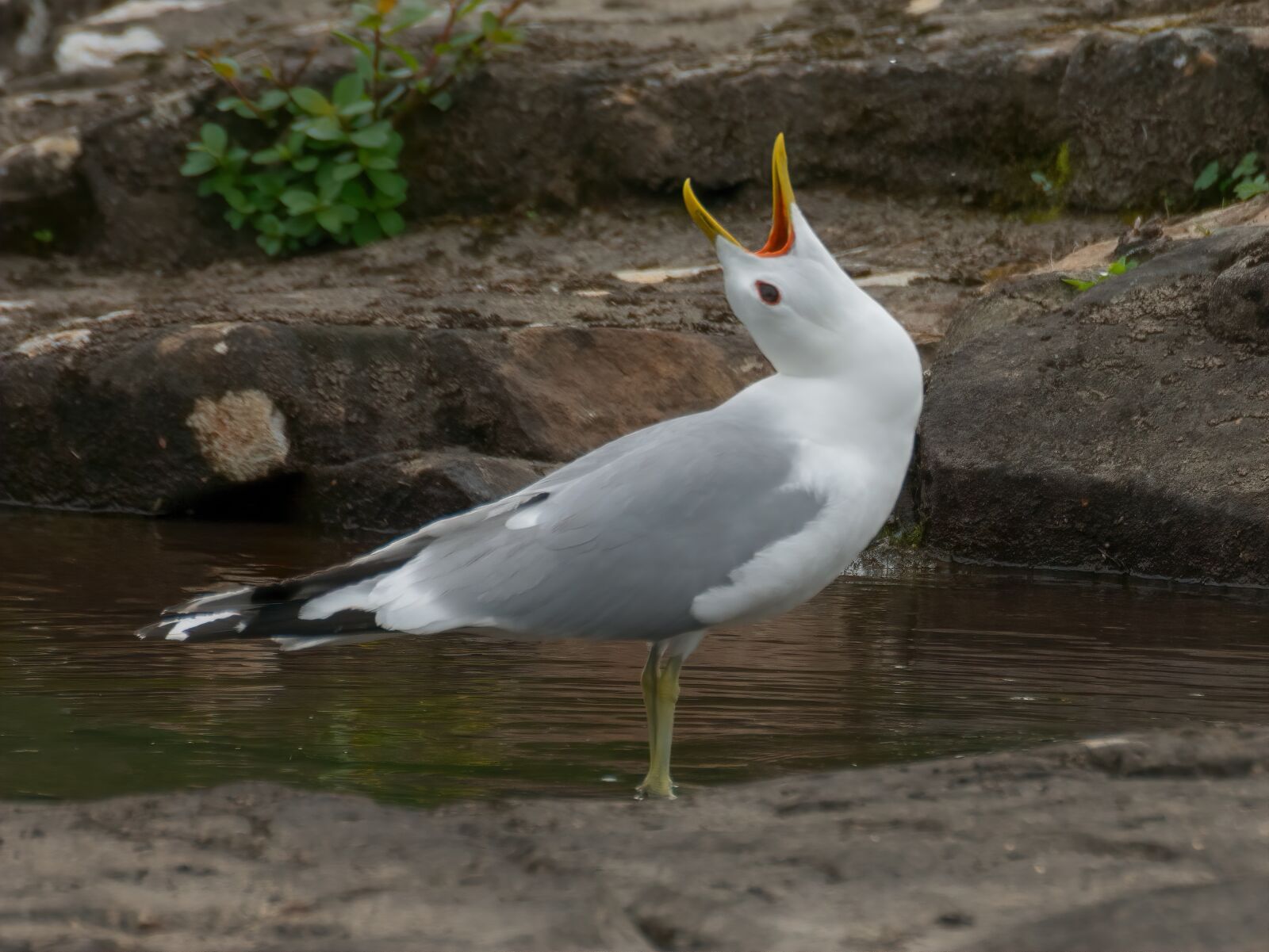 Nikon D7100 sample photo. Seagull, bird, freedom photography