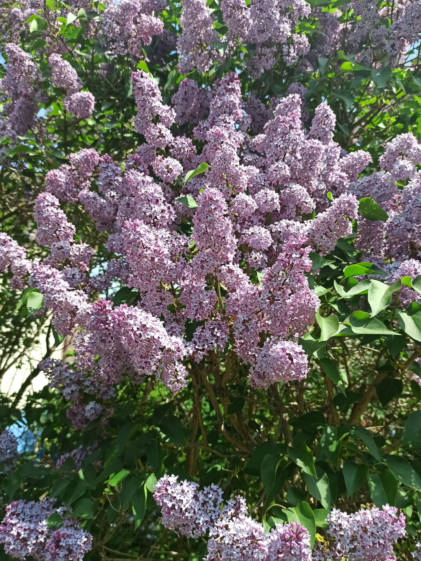 Xiaomi Redmi Note 8 Pro sample photo. Lilac, flower, purple photography