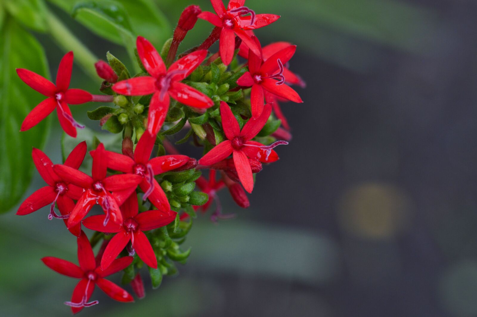 Nikon D3200 sample photo. Costa rica, plant, flower photography
