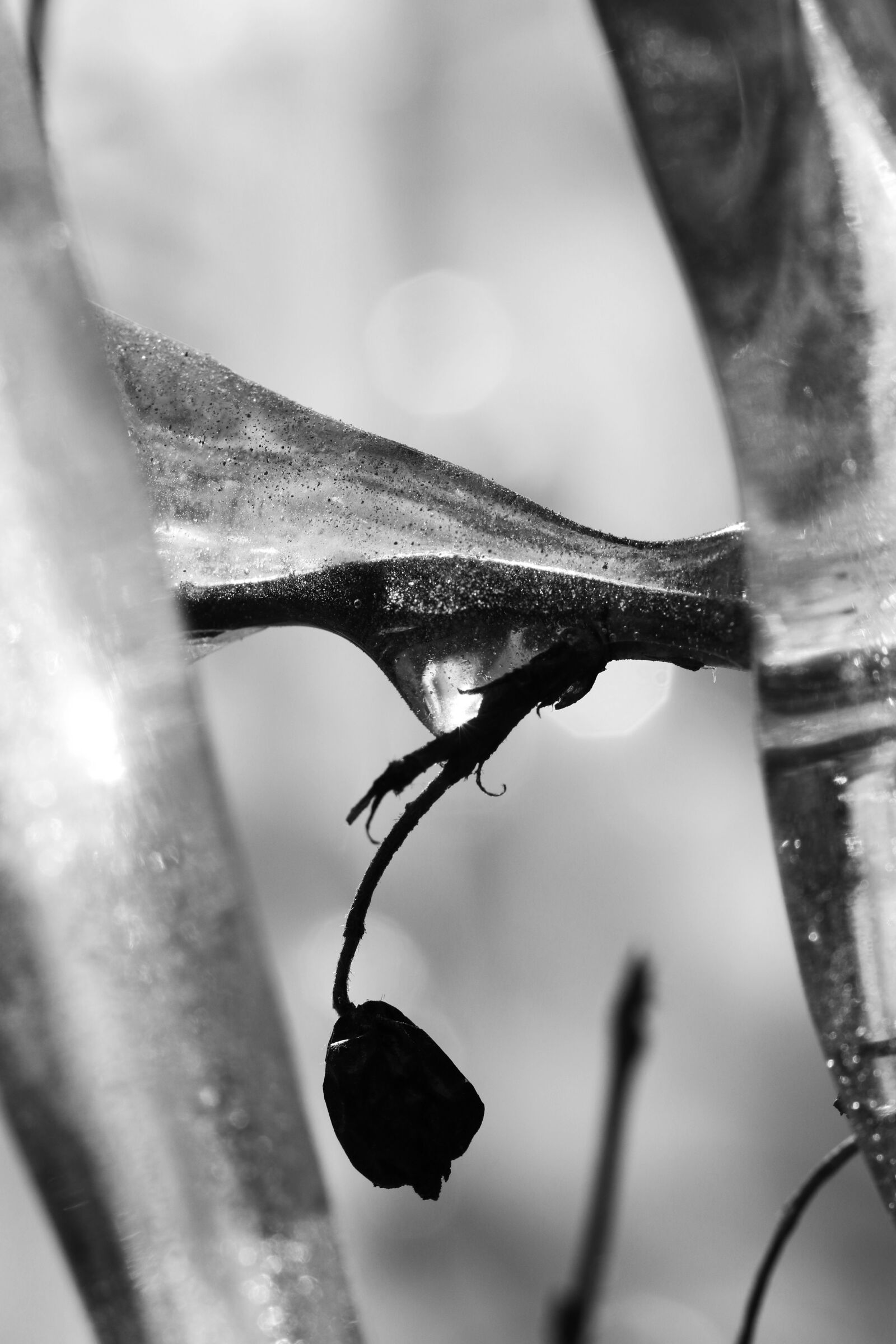 Canon EOS 7D Mark II sample photo. Icicle, berry, frost photography