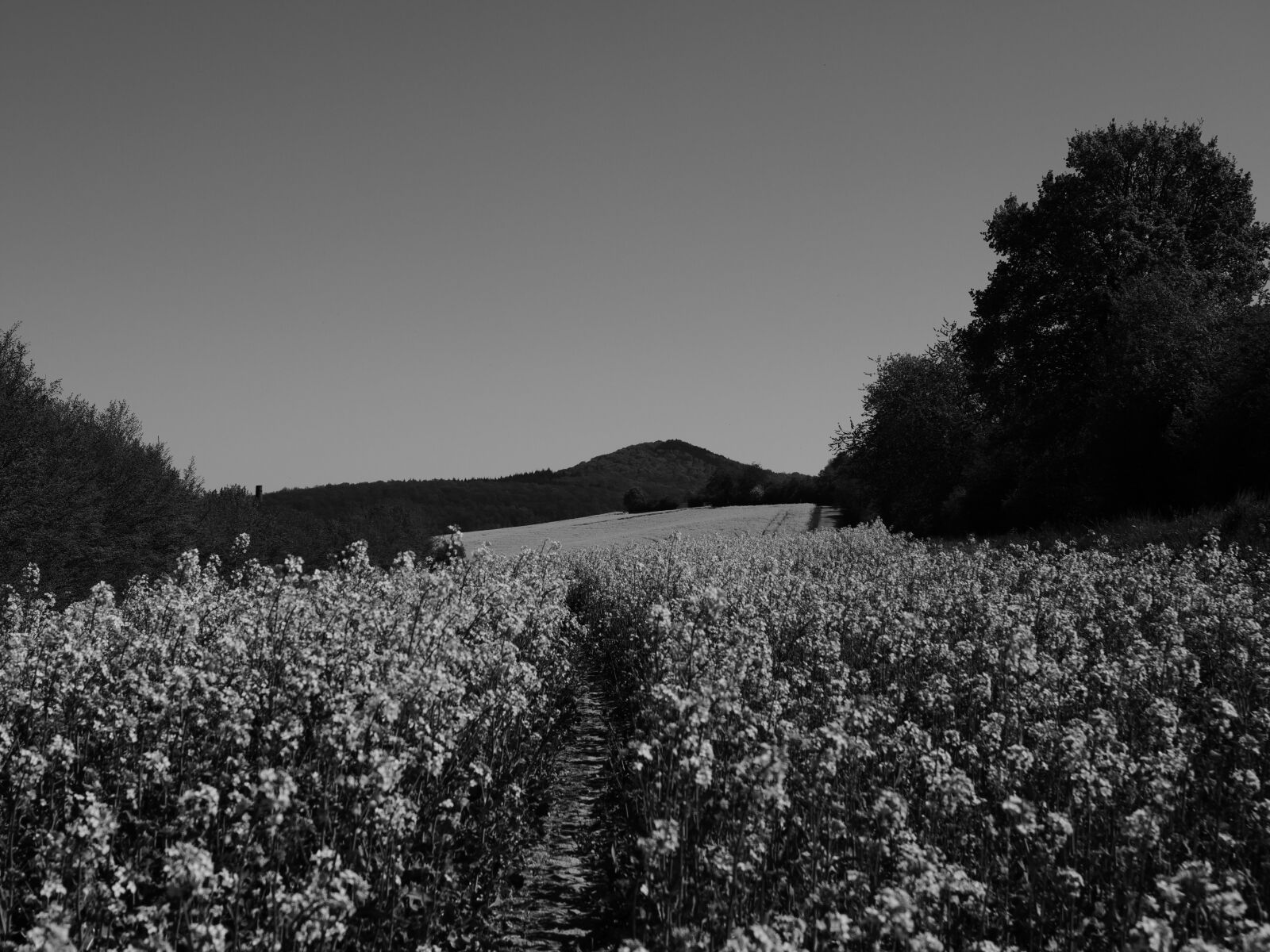 LEICA DG 12-60/F2.8-4.0 sample photo. Canola, canola field, field photography