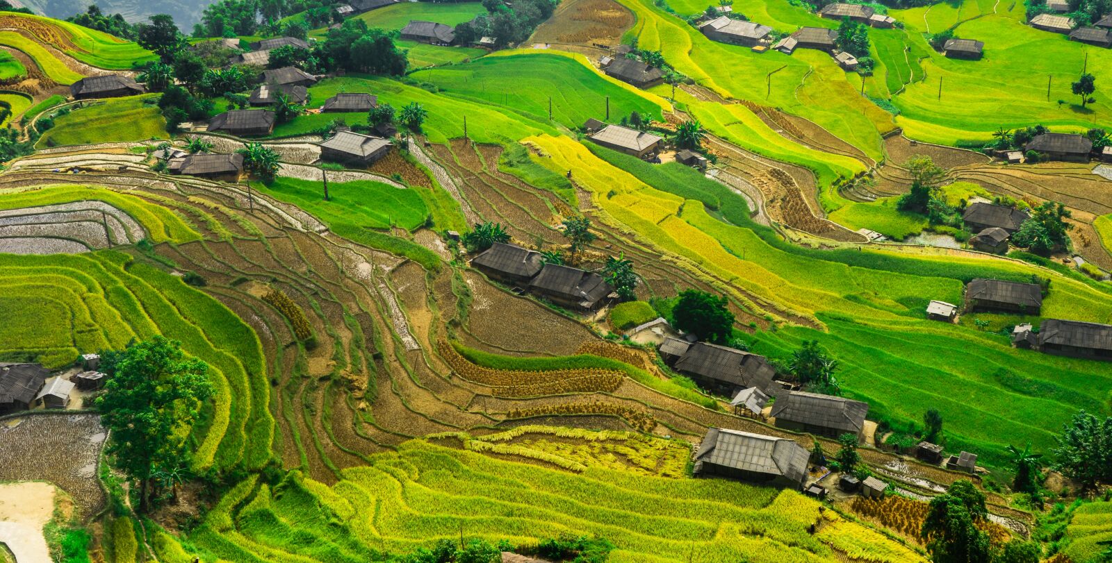 Sony a7 + Sony FE 28-70mm F3.5-5.6 OSS sample photo. Silk, paddy field, rice photography