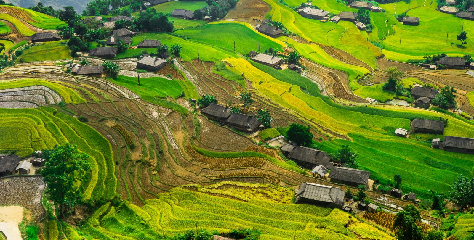 Sony a7 sample photo. Silk, paddy field, rice photography