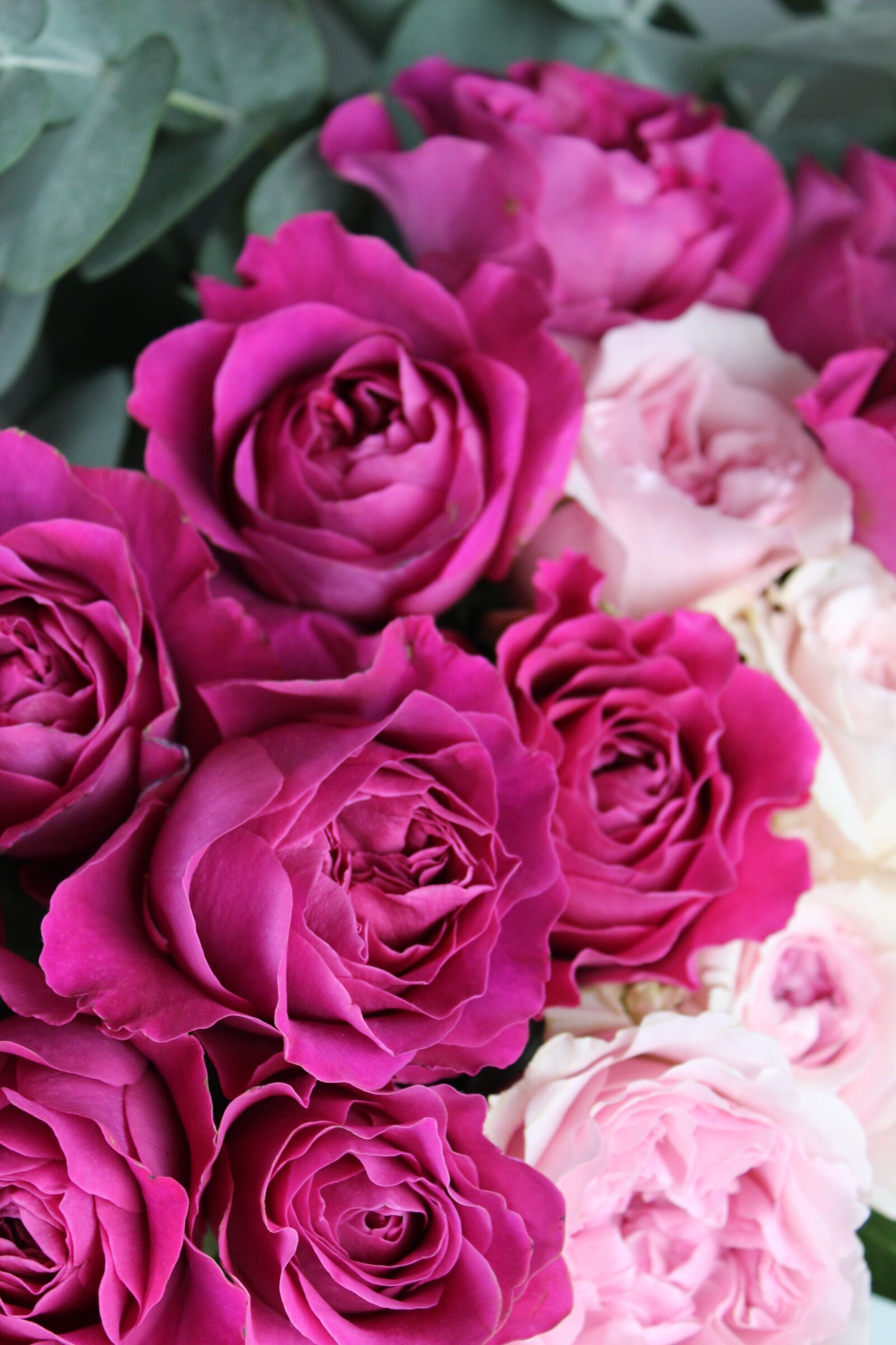 Canon EOS 600D (Rebel EOS T3i / EOS Kiss X5) sample photo. Blog, bloom, blooms, flower photography