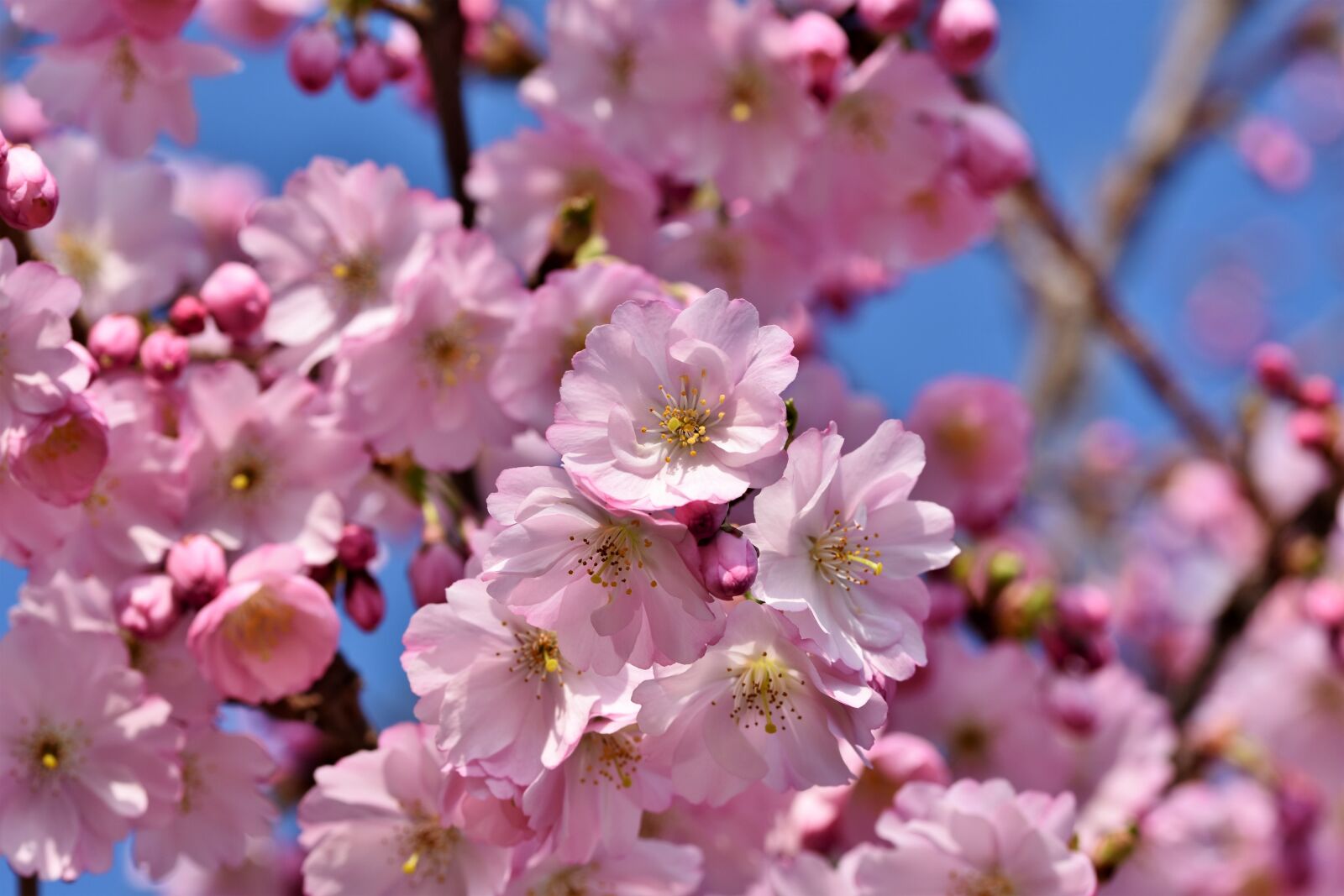 Nikon D7200 sample photo. Ornamental cherry, cherry blossoms photography