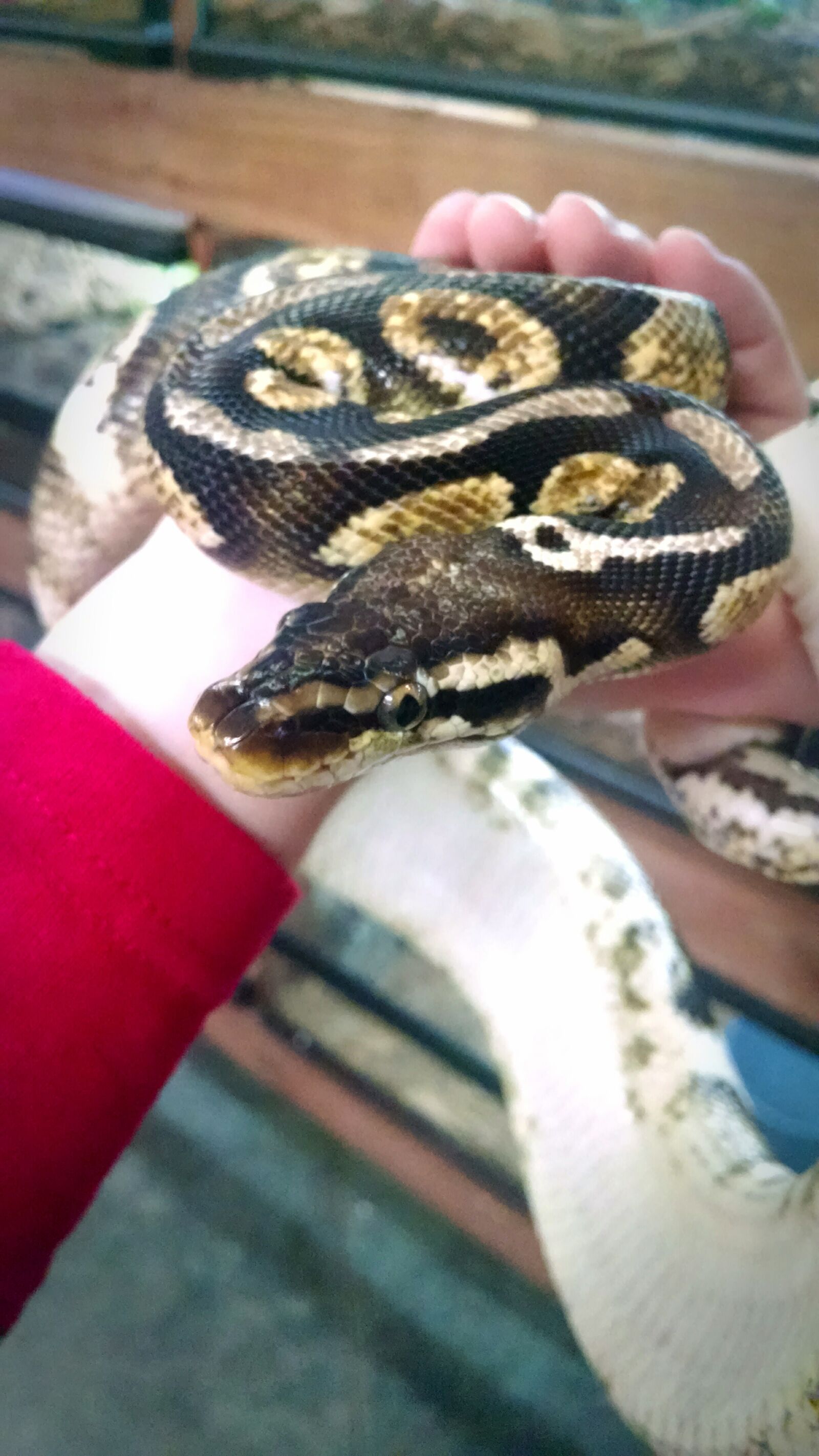 Motorola Moto X (1st Gen) sample photo. Animal, nature, reptile, snake photography