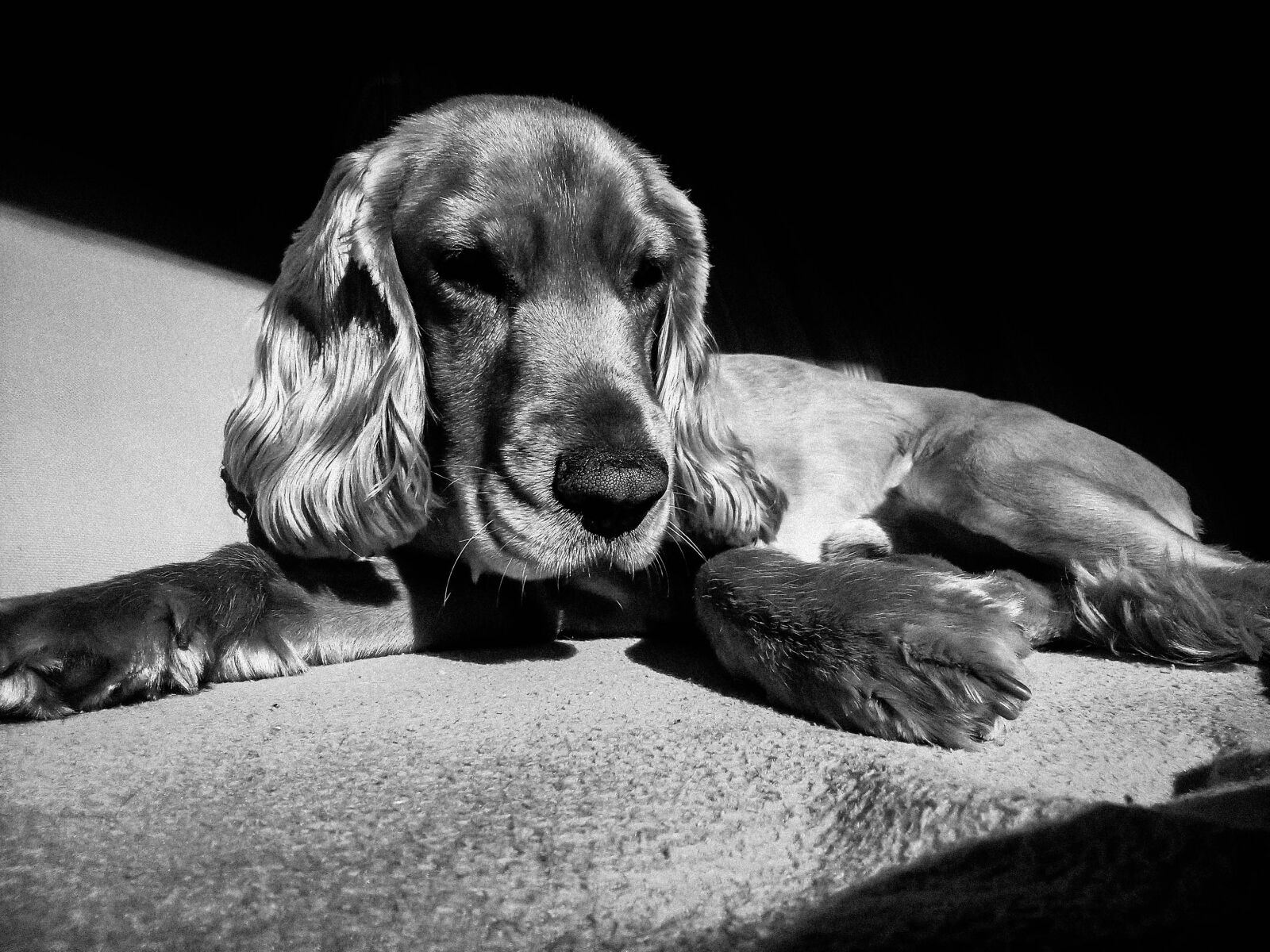 Sony Xperia L sample photo. Black, and, white, dog photography