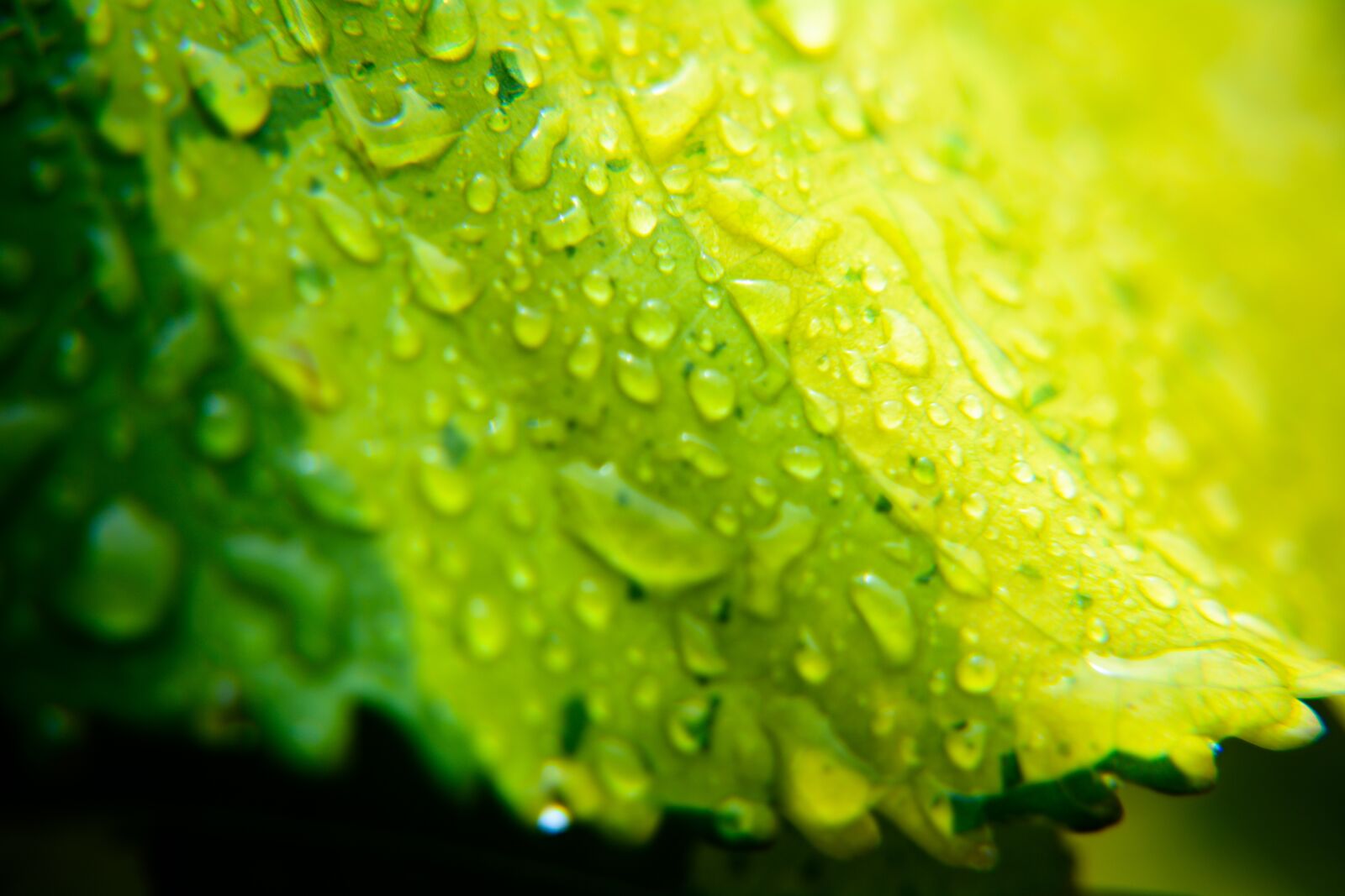 Nikon D5200 sample photo. Leaf, nature, rain photography