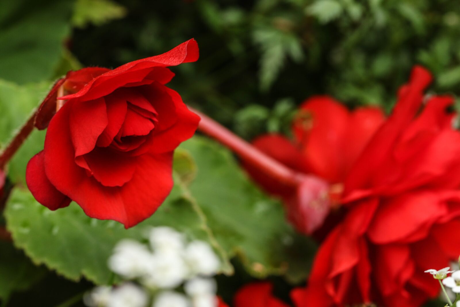 Canon EOS 7D Mark II sample photo. Rose, flower, garden flower photography