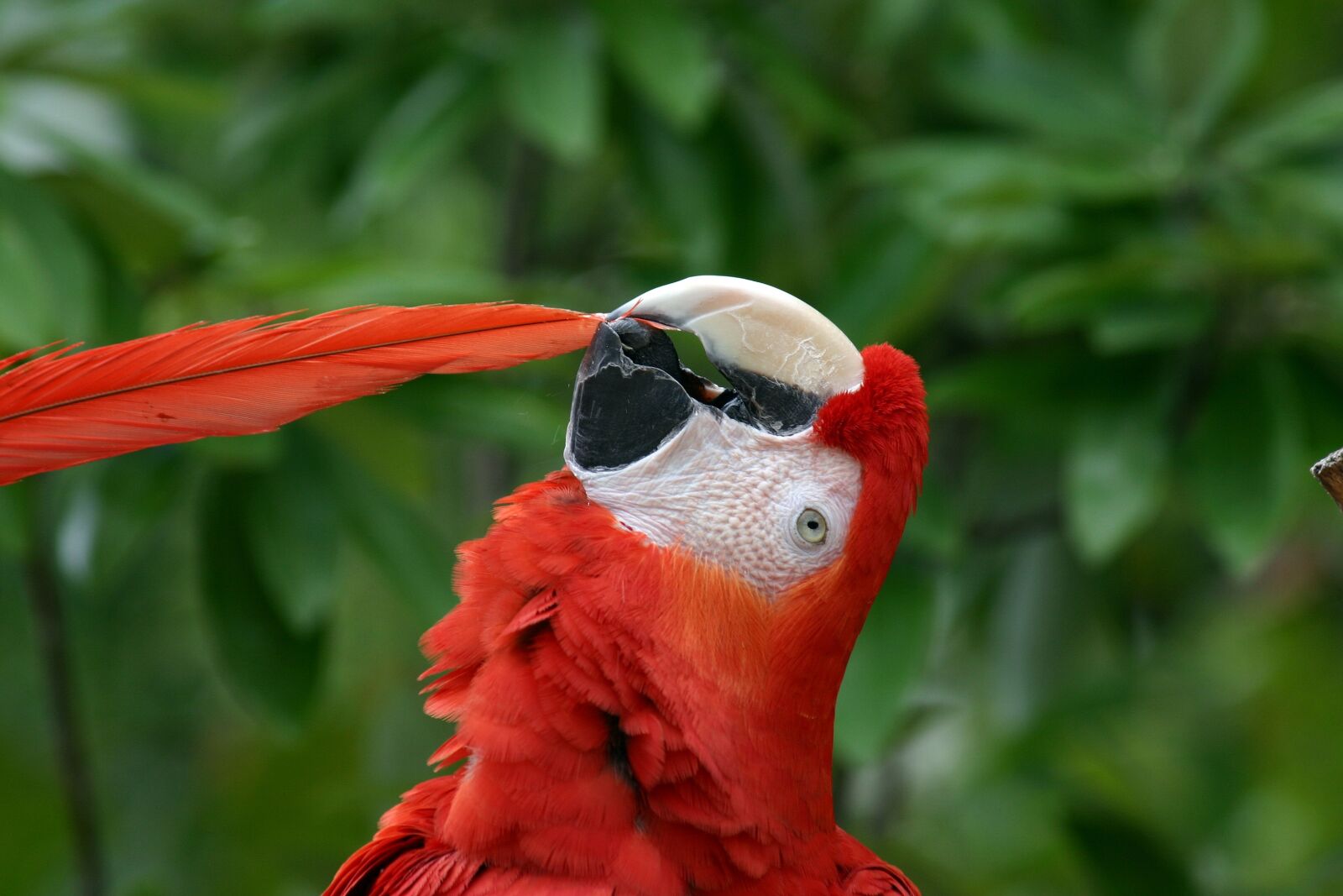 Canon EOS 300D (EOS Digital Rebel / EOS Kiss Digital) sample photo. Parrot, macaw, scarlet macaw photography