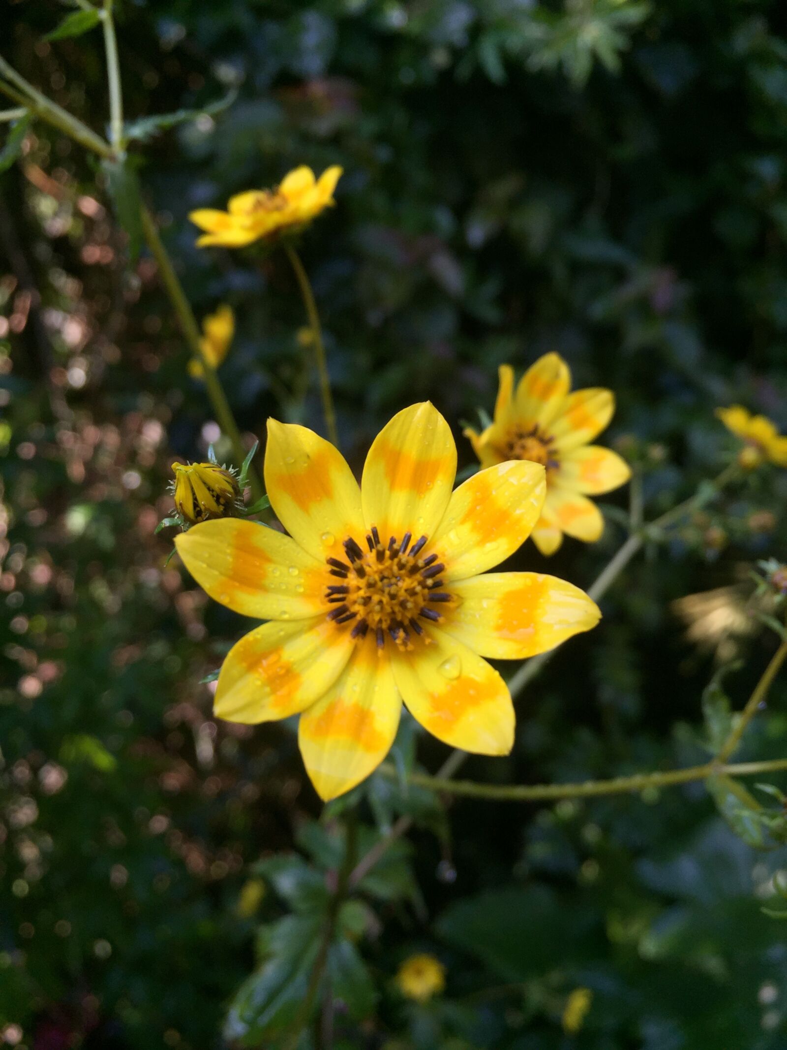 iPhone 6 Plus back camera 4.15mm f/2.2 sample photo. Flower, daisy, meskal photography
