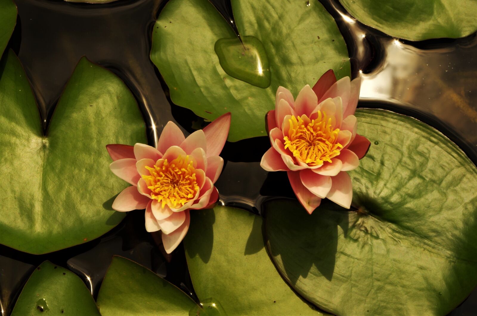 Pentax K-50 sample photo. Flowers, waterlilies, rosa photography