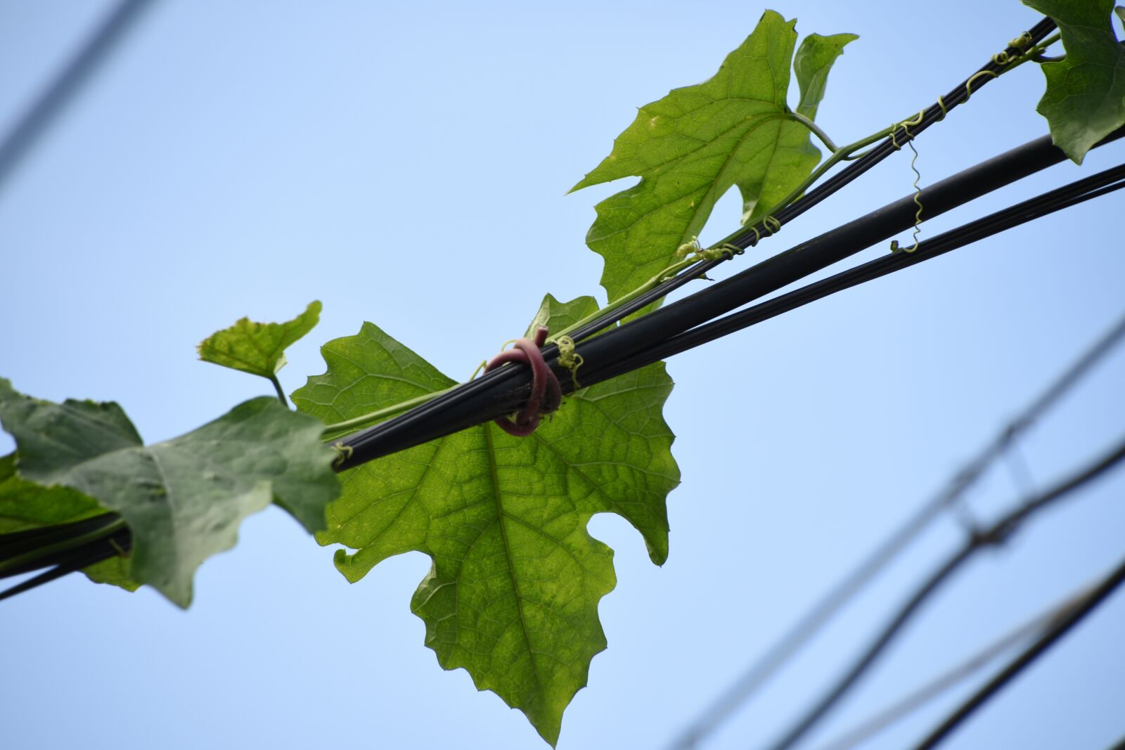 Nikon D7200 sample photo. Blue sky, green leaf photography