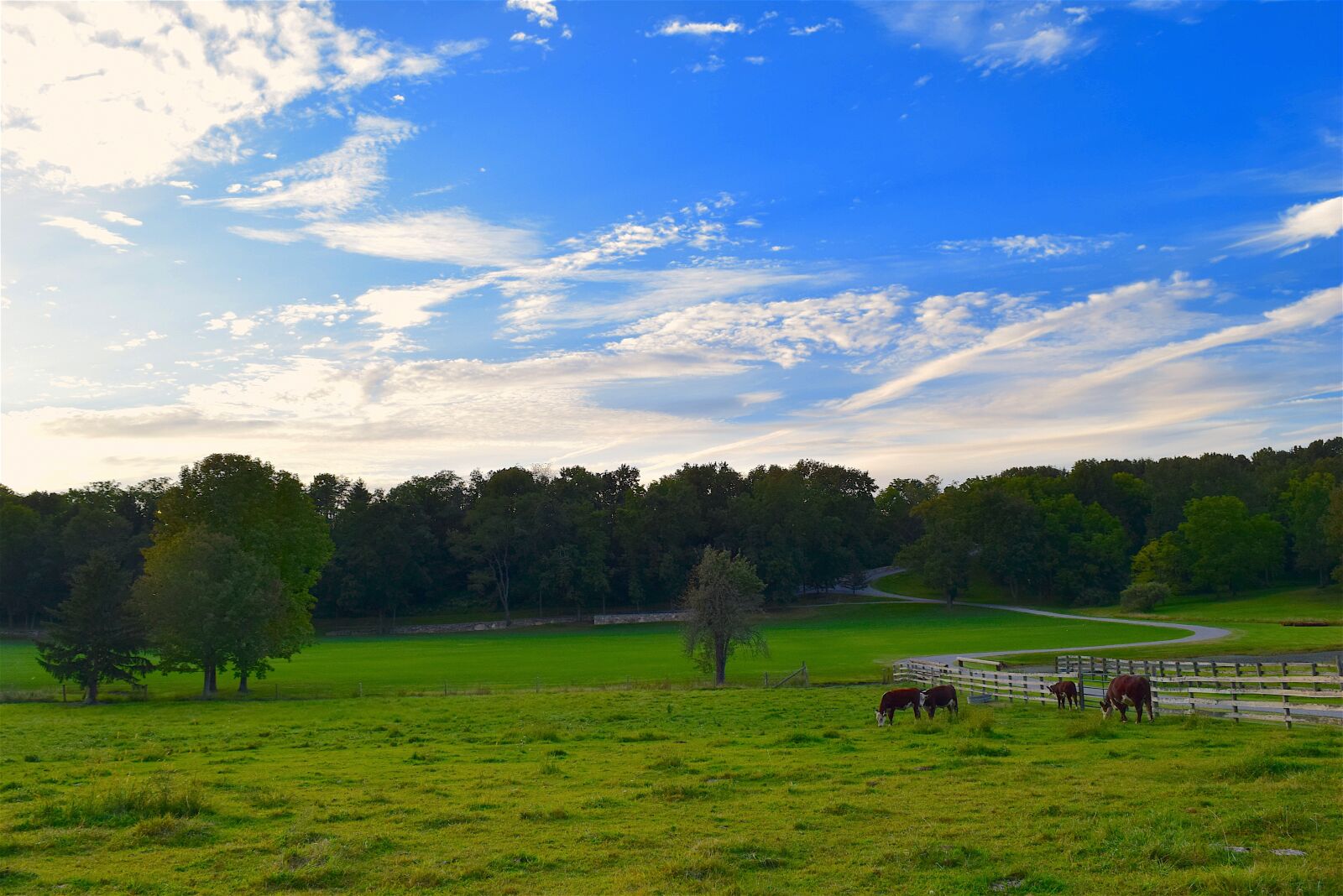 Nikon D3300 sample photo. Rural, pasture, green photography