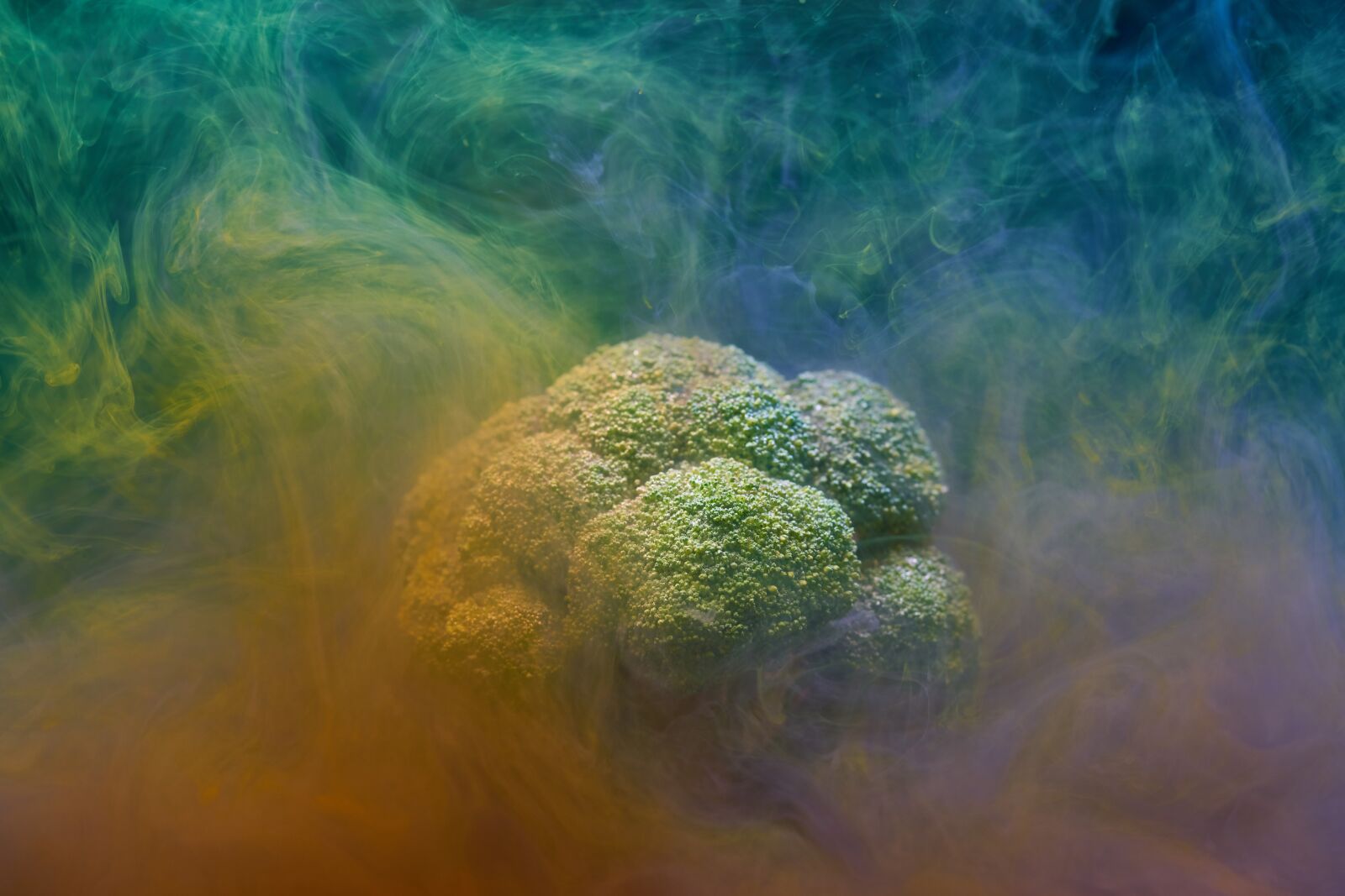 Sigma 85mm F1.4 DG HSM Art sample photo. Broccoli, green, artistic photography