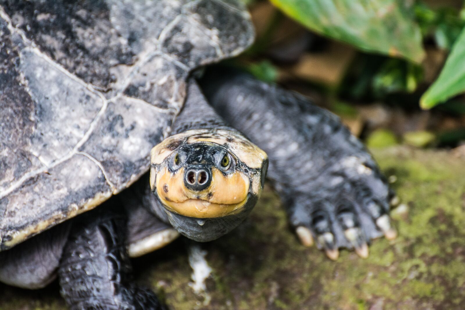Nikon D7100 sample photo. Turtle, water, zoo photography