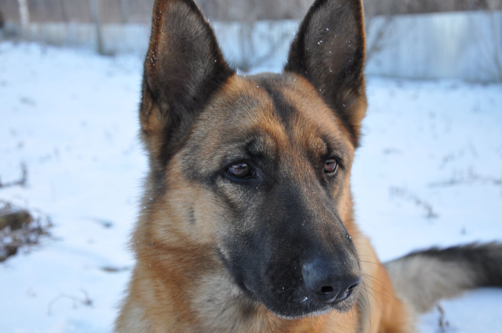 Nikon D90 sample photo. Dog, training, home photography