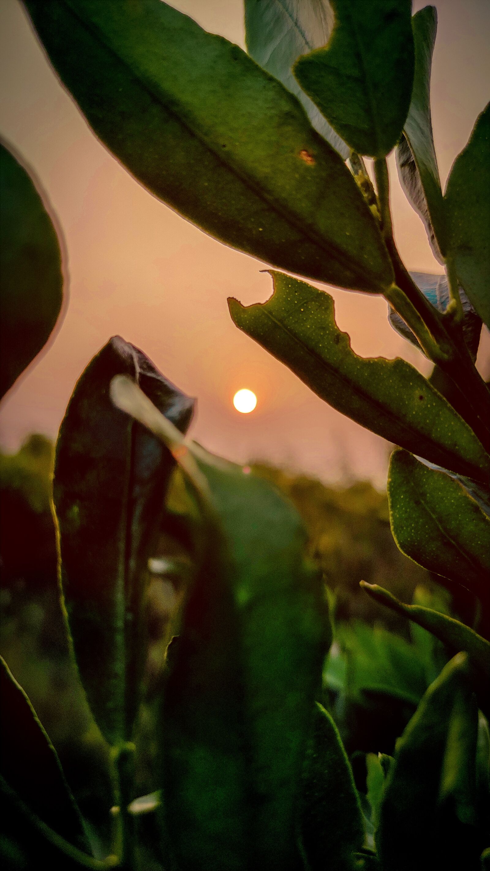 Xiaomi Redmi Note 7 Pro sample photo. Orange, sunset, sun photography