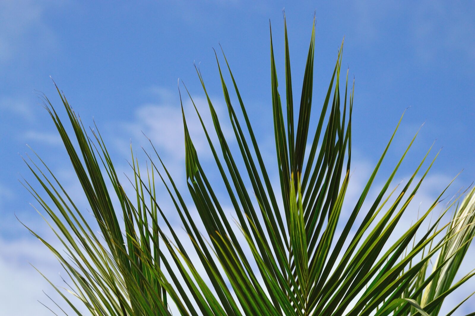 Nikon D3200 sample photo. Nature, summer, outdoors photography