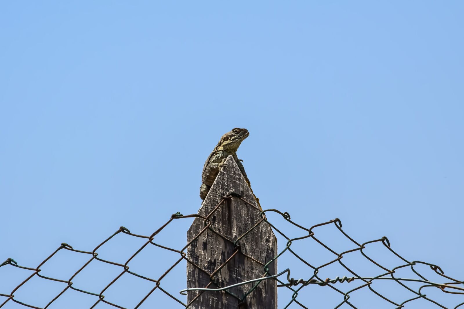 Nikon D3300 sample photo. Sky, fence, lizard photography