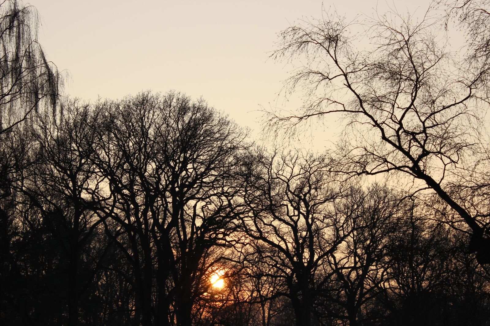 Canon EOS 600D (Rebel EOS T3i / EOS Kiss X5) sample photo. Sunset, winter, trees photography