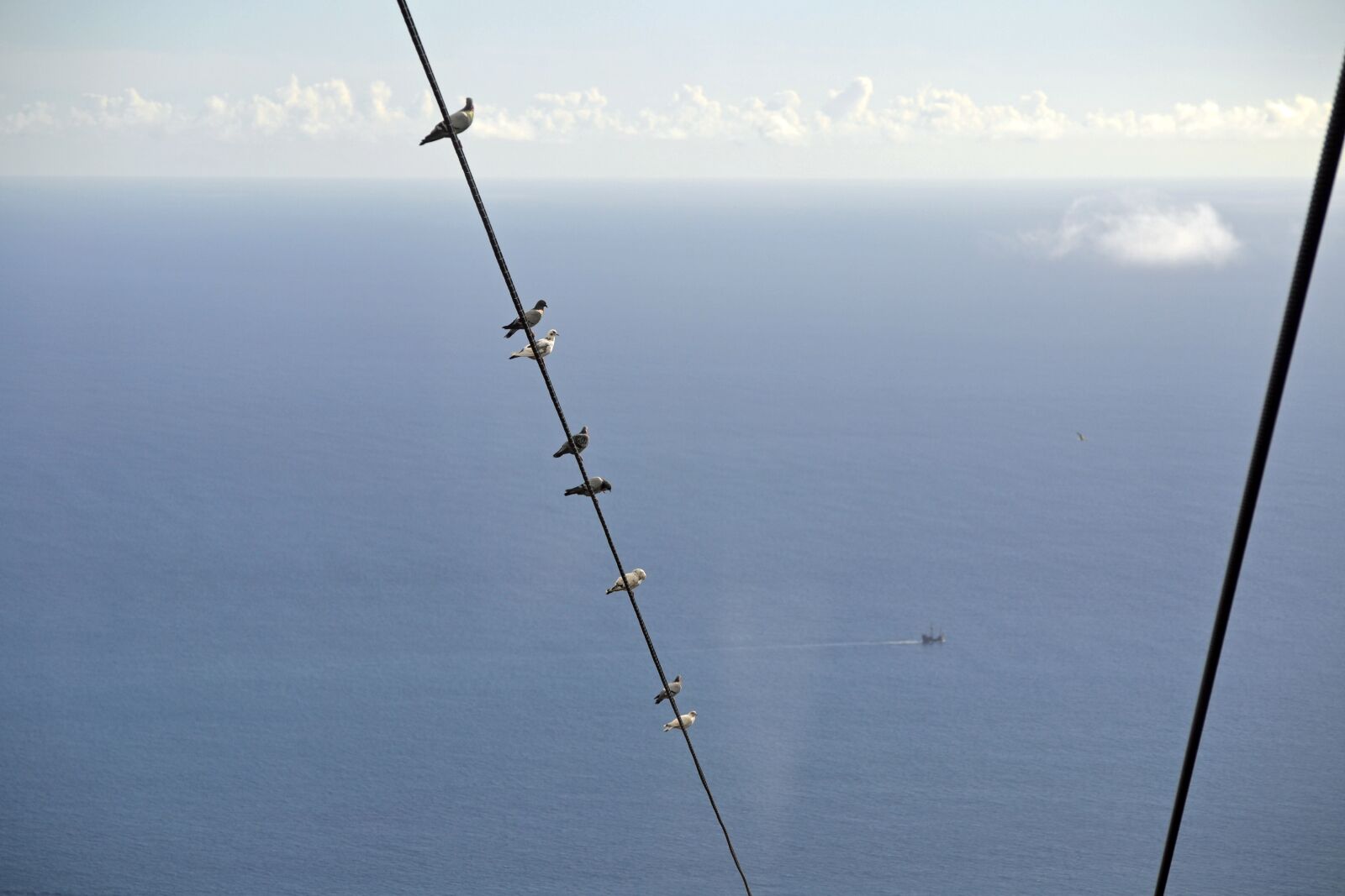 Nikon D3100 sample photo. Pigeons, cable car, madeira photography