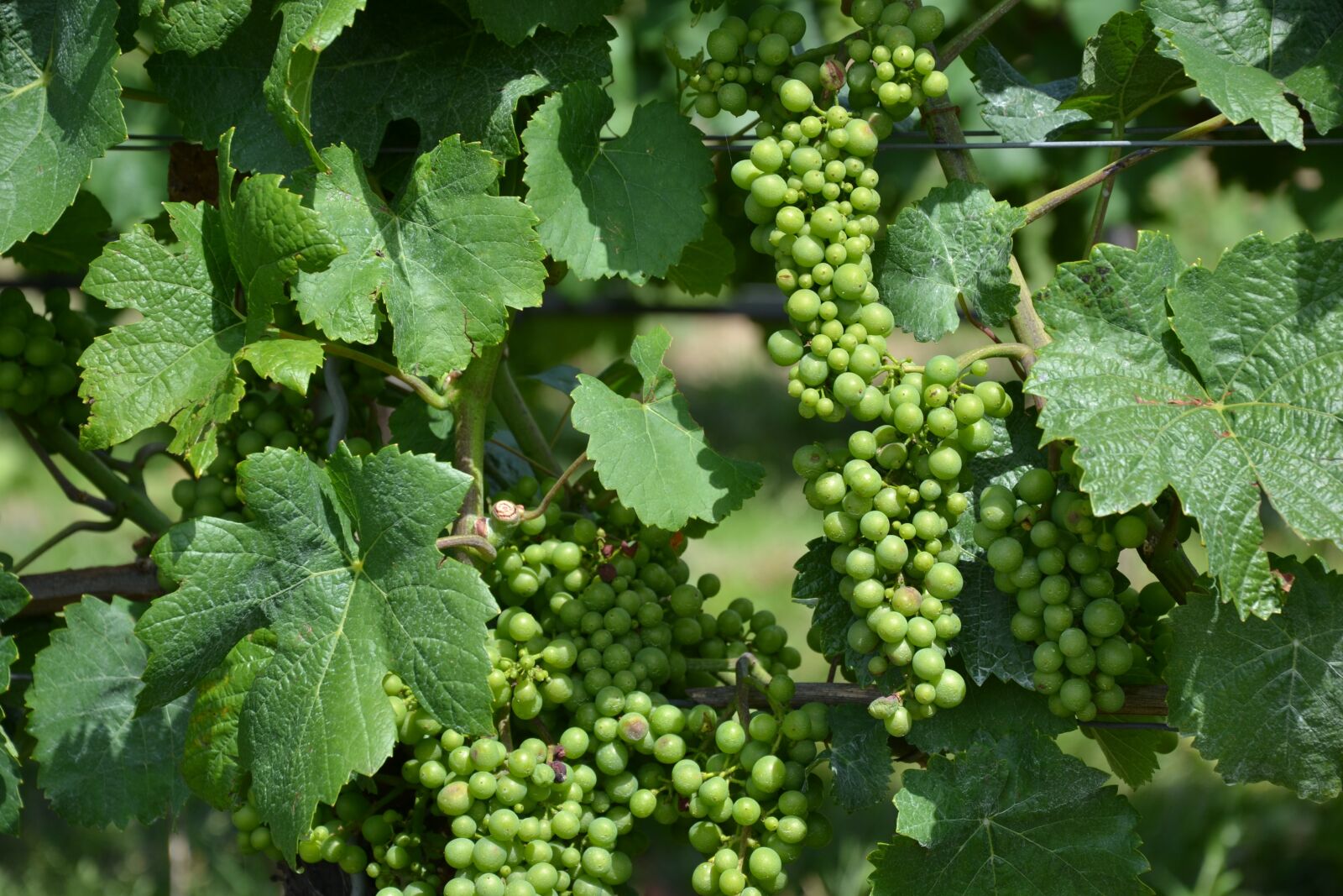 Nikon D3100 sample photo. Wine, vine, grapes photography