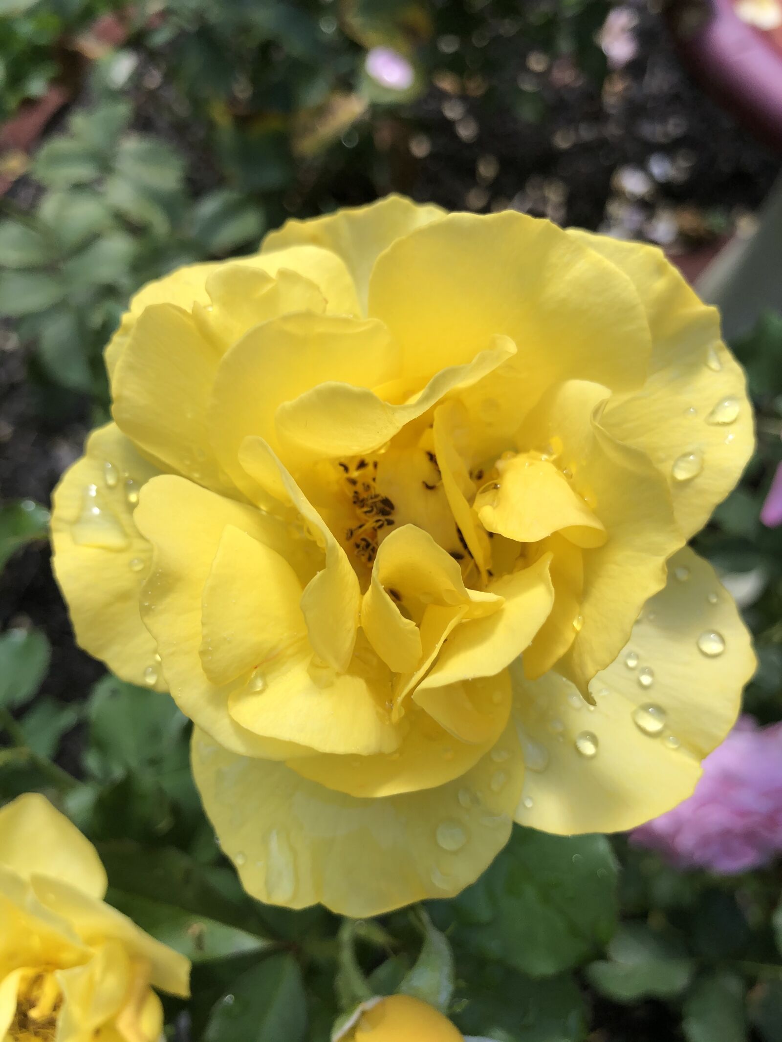 Apple iPhone 8 sample photo. Rose, flower, garden photography