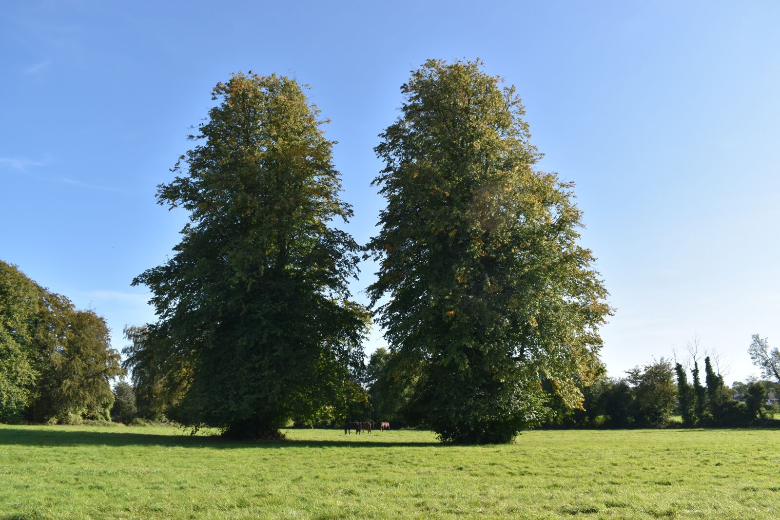 Nikon D3500 sample photo. Twin trees, nature, landscape photography