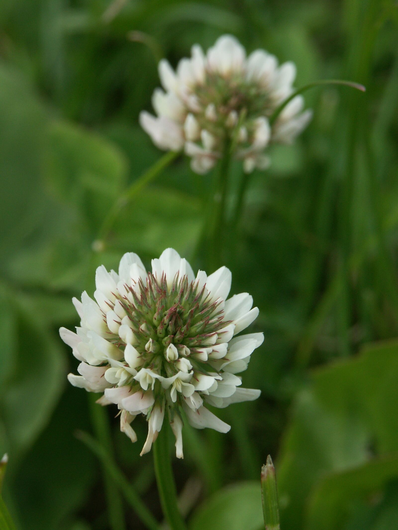 KONICA MINOLTA DiMAGE A1 sample photo. Nature, plant, summer photography