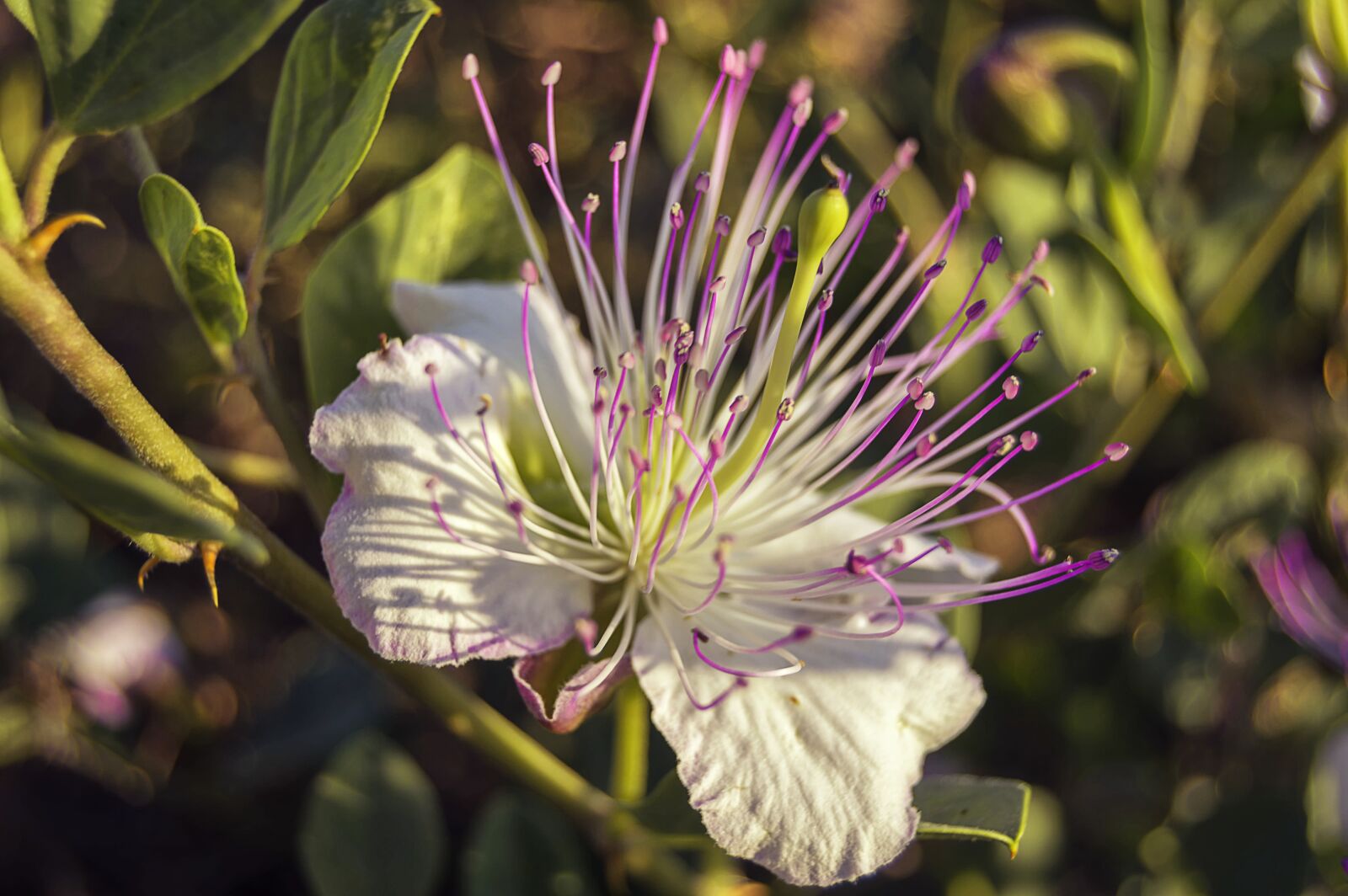 Nikon D3200 sample photo. Flower, caper, mediterranean plant photography