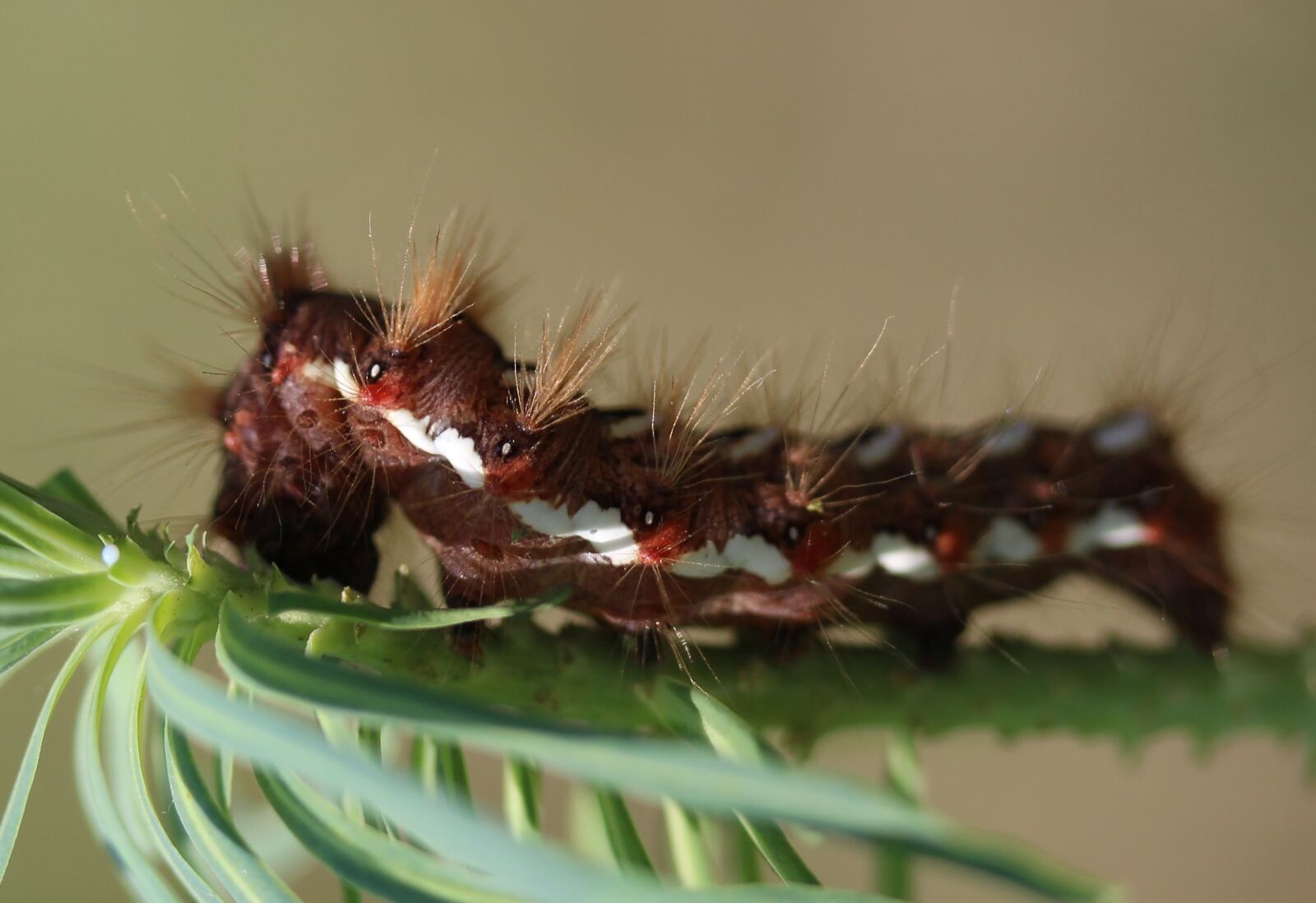 Canon EF-S 60mm F2.8 Macro USM sample photo. Caterpillar, the larva, brown photography
