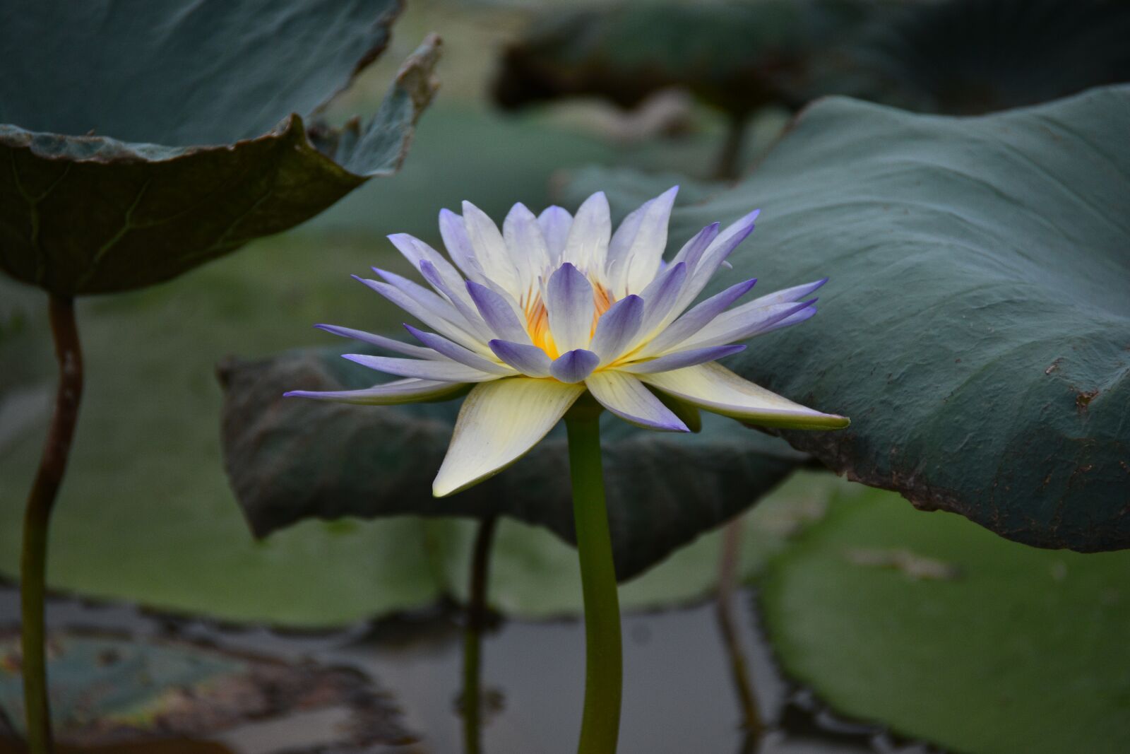 Nikon D7200 sample photo. Lotus, flower, pond photography