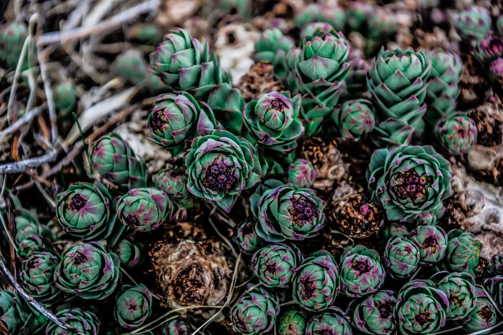 Nikon D5200 sample photo. Succulent, plant, garden photography