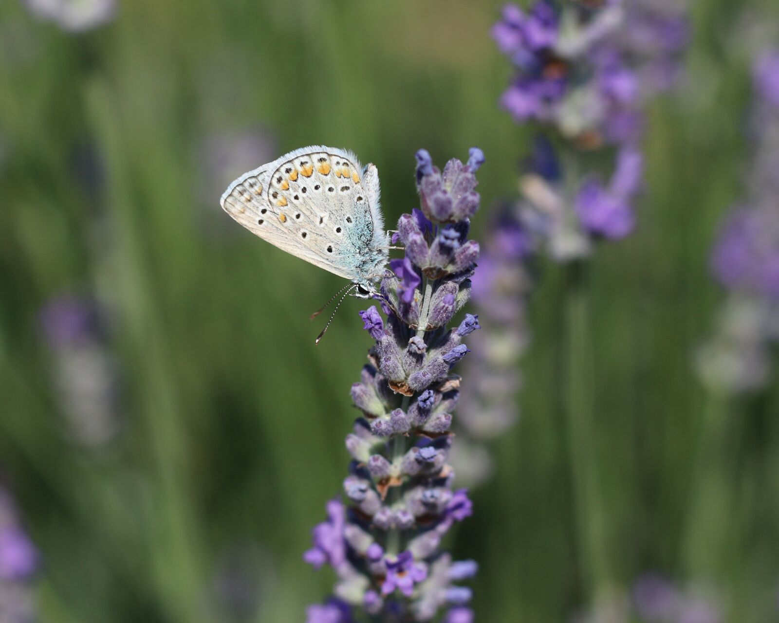 Canon EOS 700D (EOS Rebel T5i / EOS Kiss X7i) sample photo. Butterfly, insect, close up photography