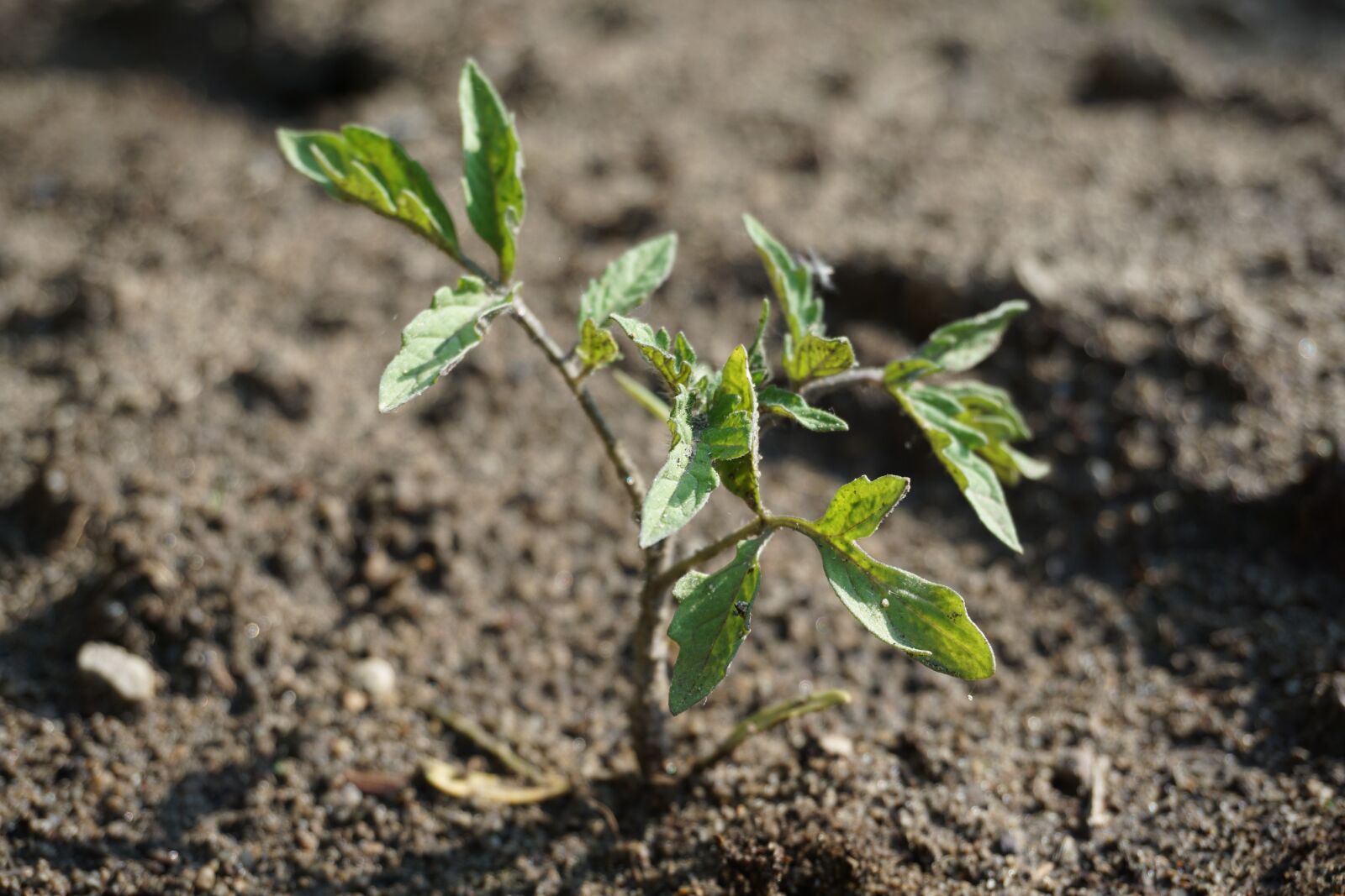 Sony a6000 sample photo. Seedling tomato, plant, garden photography