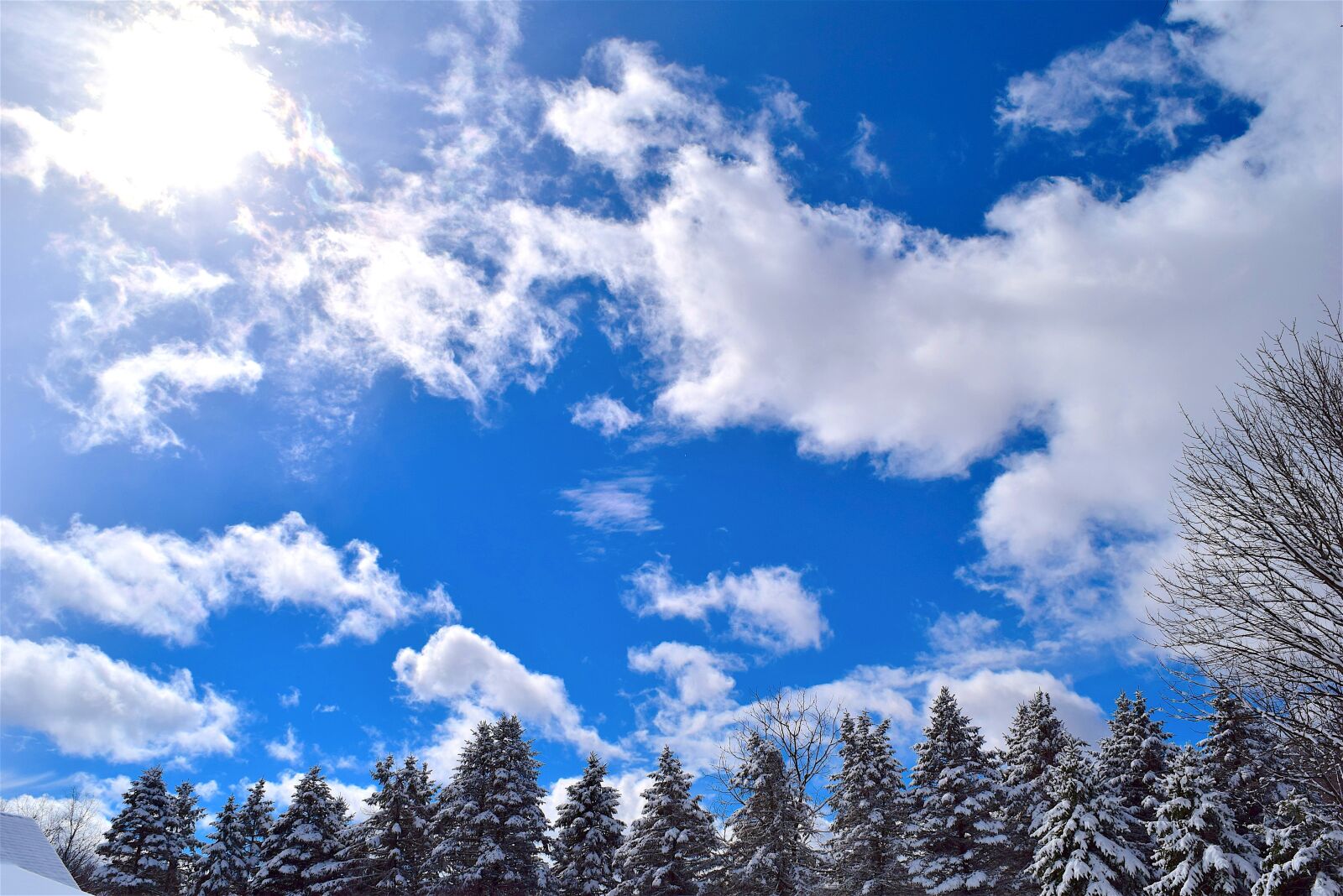 Nikon D3300 sample photo. Snow, trees, pine photography