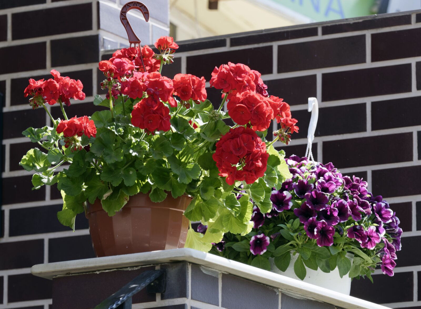 Nikon D5300 sample photo. Flowers, trim, red photography