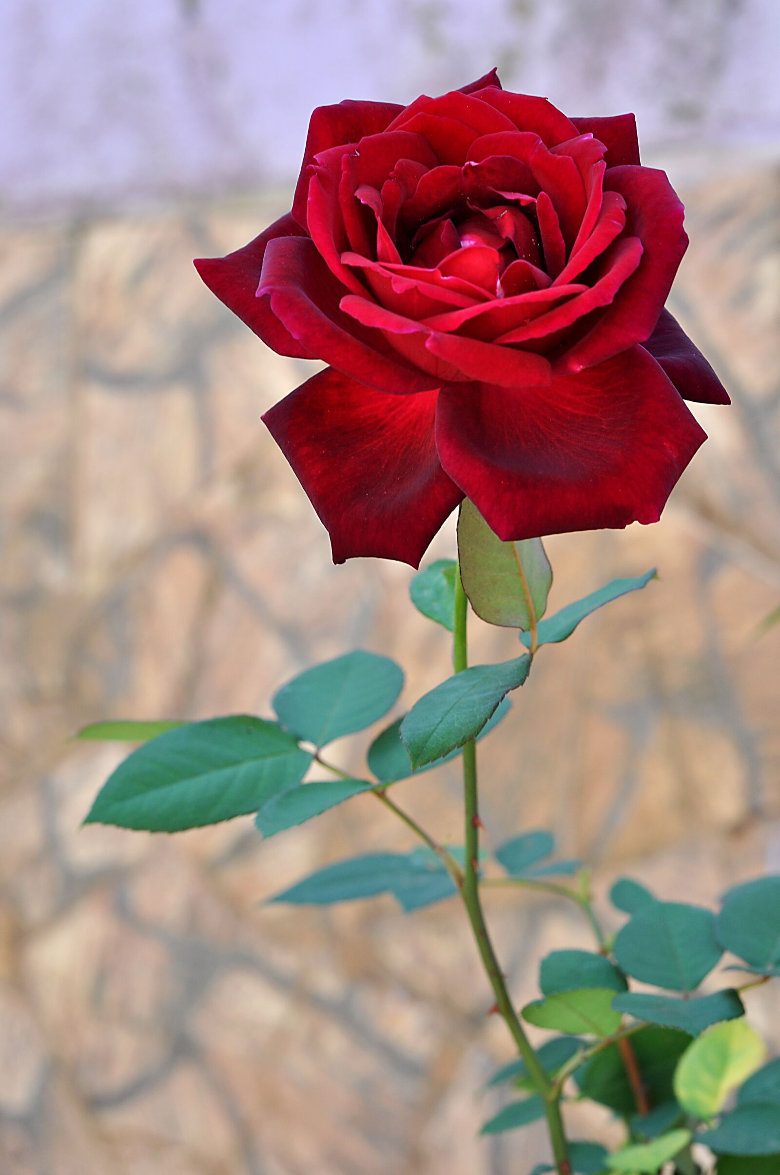 Nikon D90 sample photo. Flowers, red, spring photography