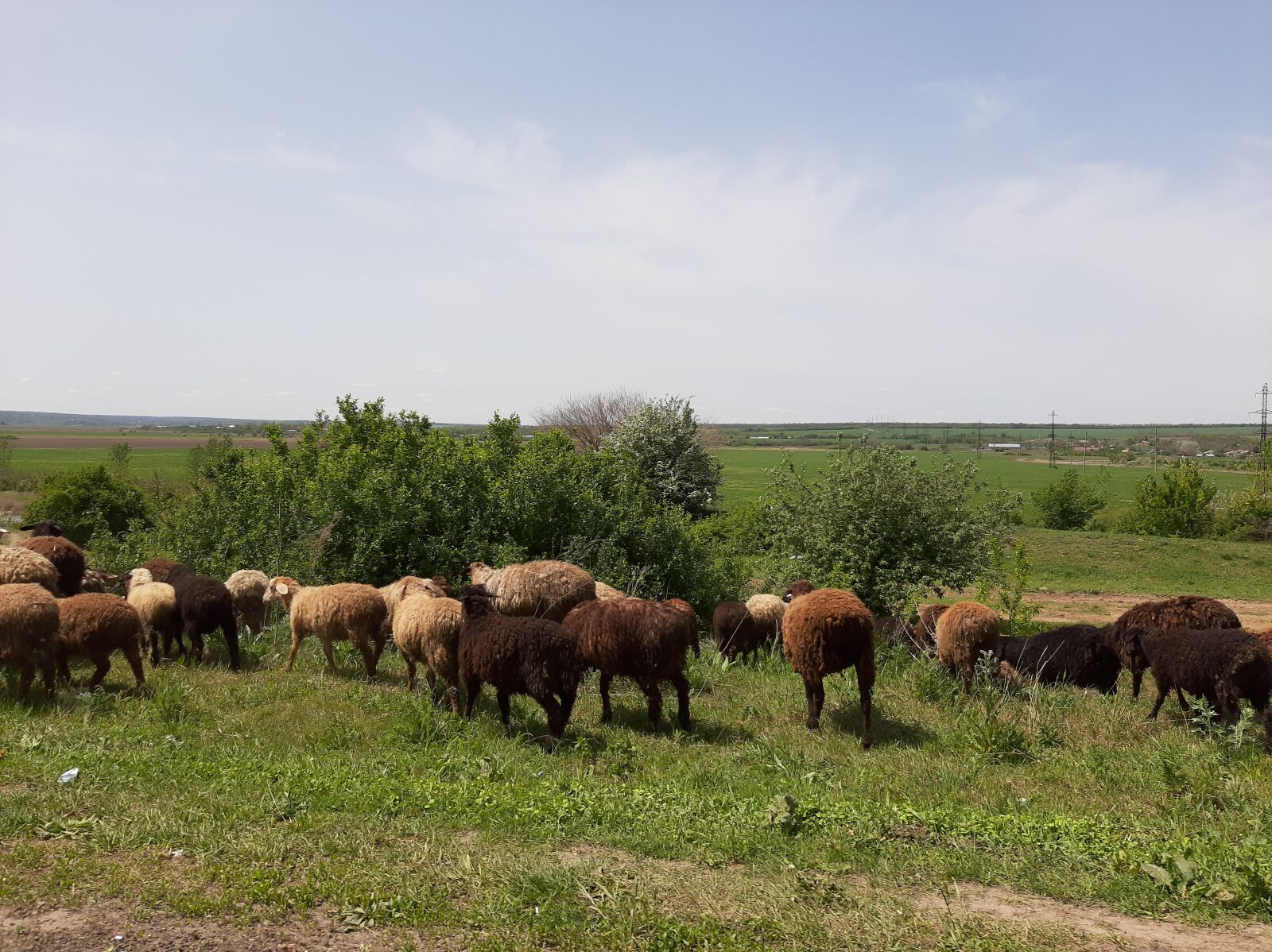 Samsung Galaxy A50 sample photo. Sheep, flock, animals photography