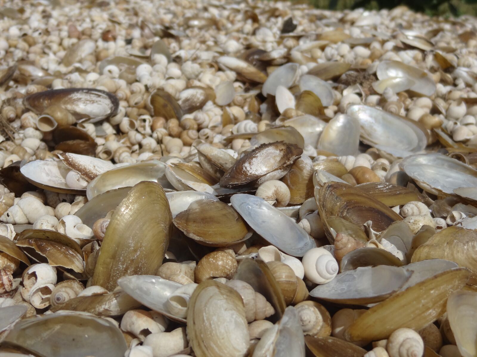 Sony Cyber-shot DSC-HX10V sample photo. Shells, nature, seashore photography