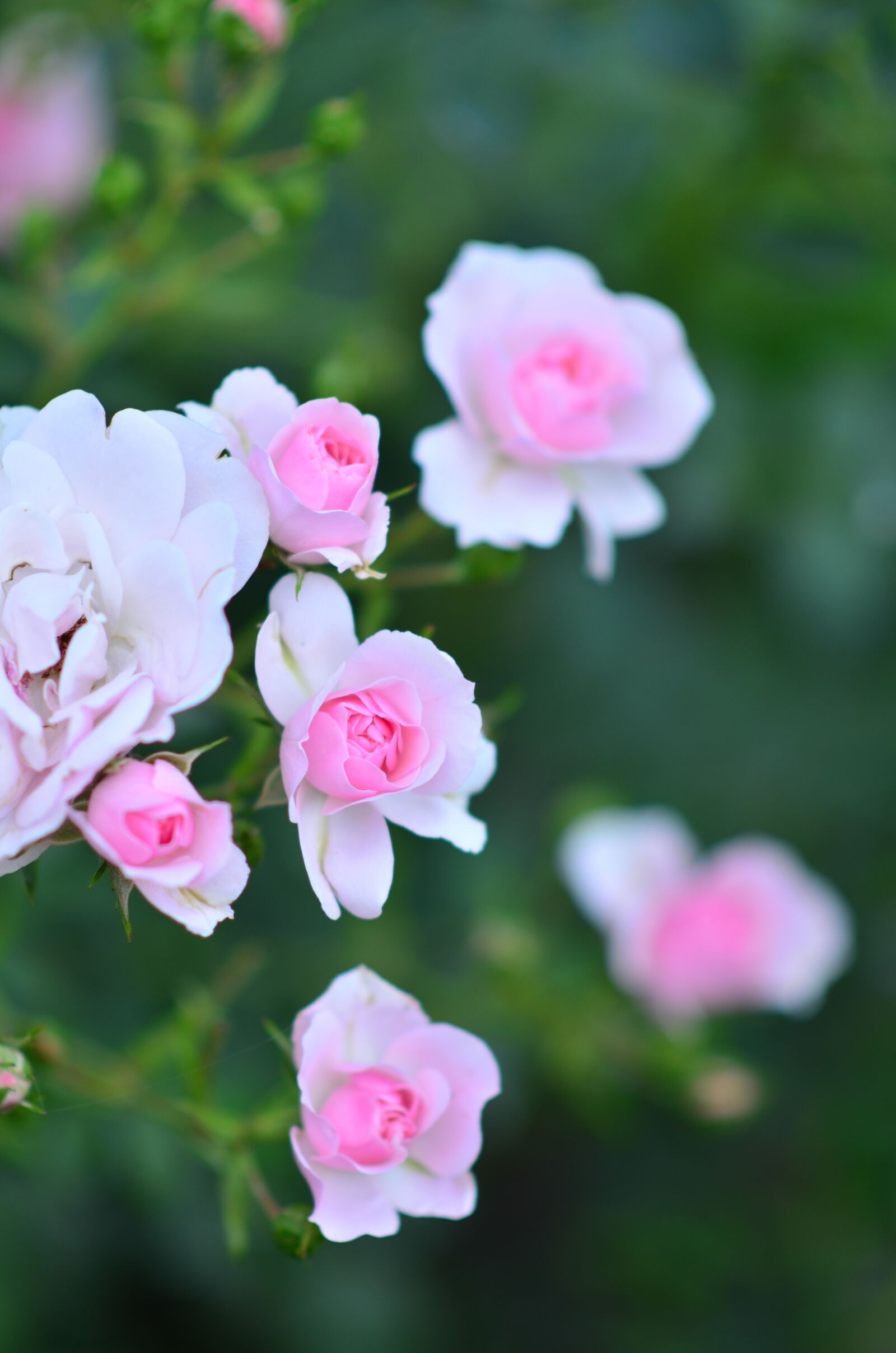 Nikon D5100 sample photo. Rose, flowers, blossom photography
