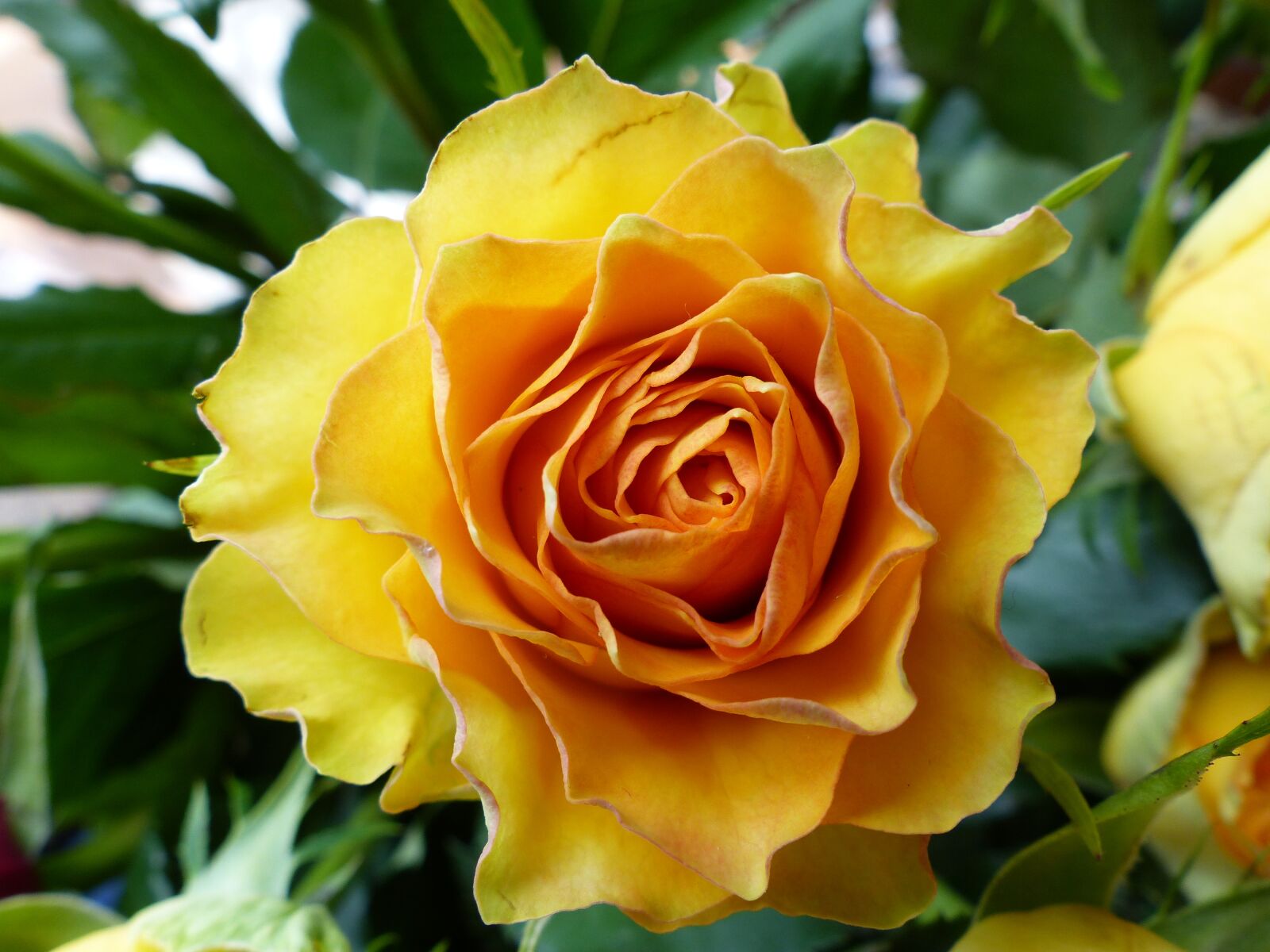 Panasonic Lumix DMC-FZ200 sample photo. Rose, summer flower, blossom photography