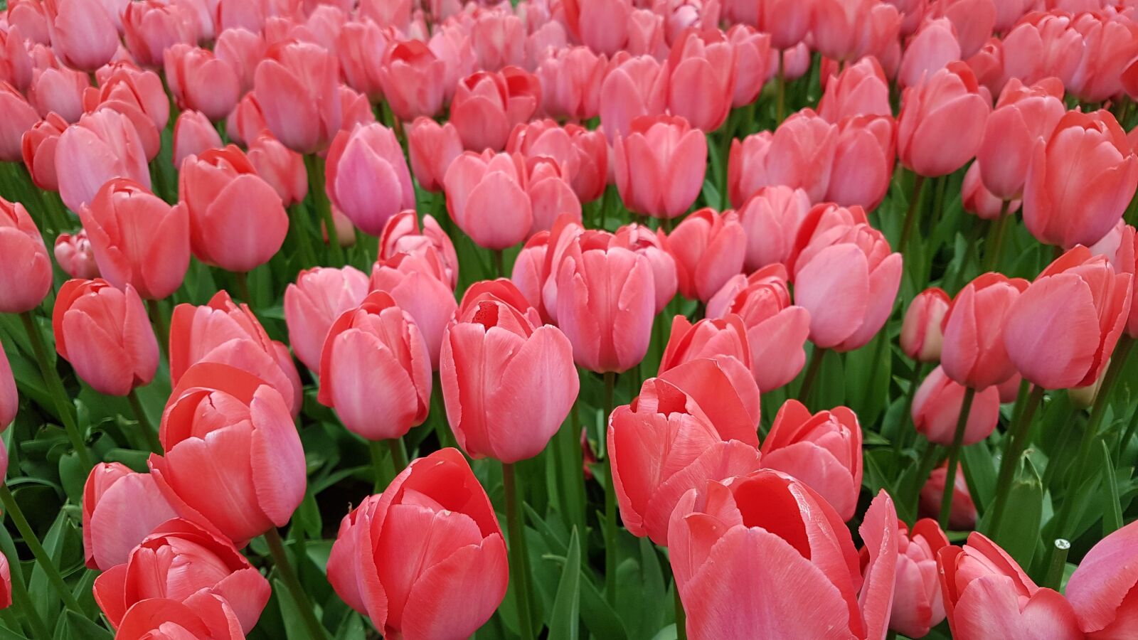Samsung Galaxy S7 Edge sample photo. Tulip, flower, nature photography