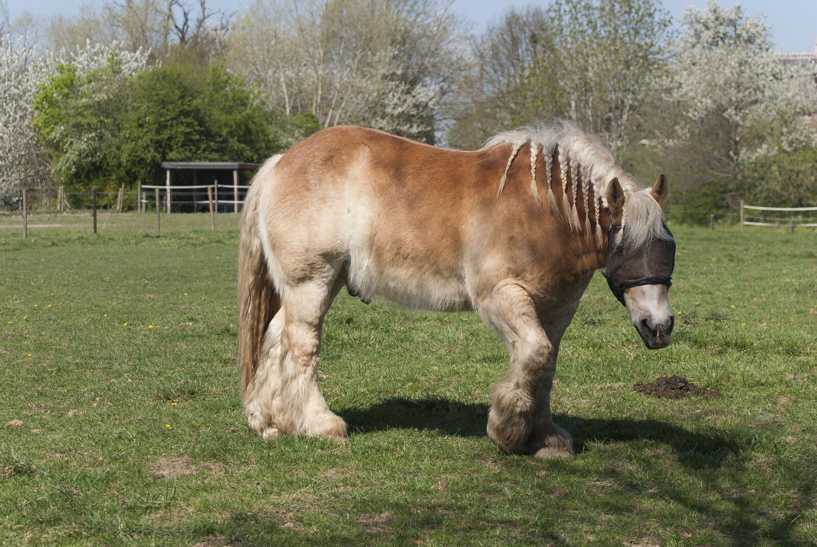 Nikon D80 sample photo. Draft horse, animal, horse photography
