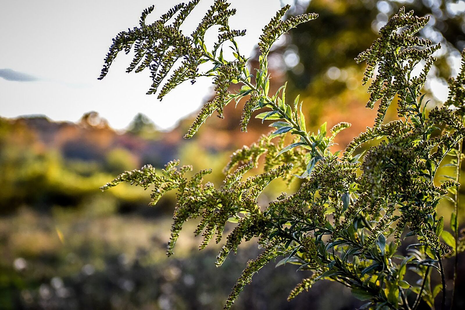 Nikon D5600 sample photo. Landscape, fall, sun photography